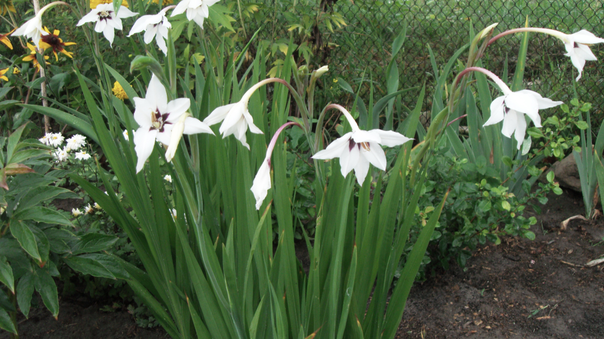 Красивая ацидантера в саду