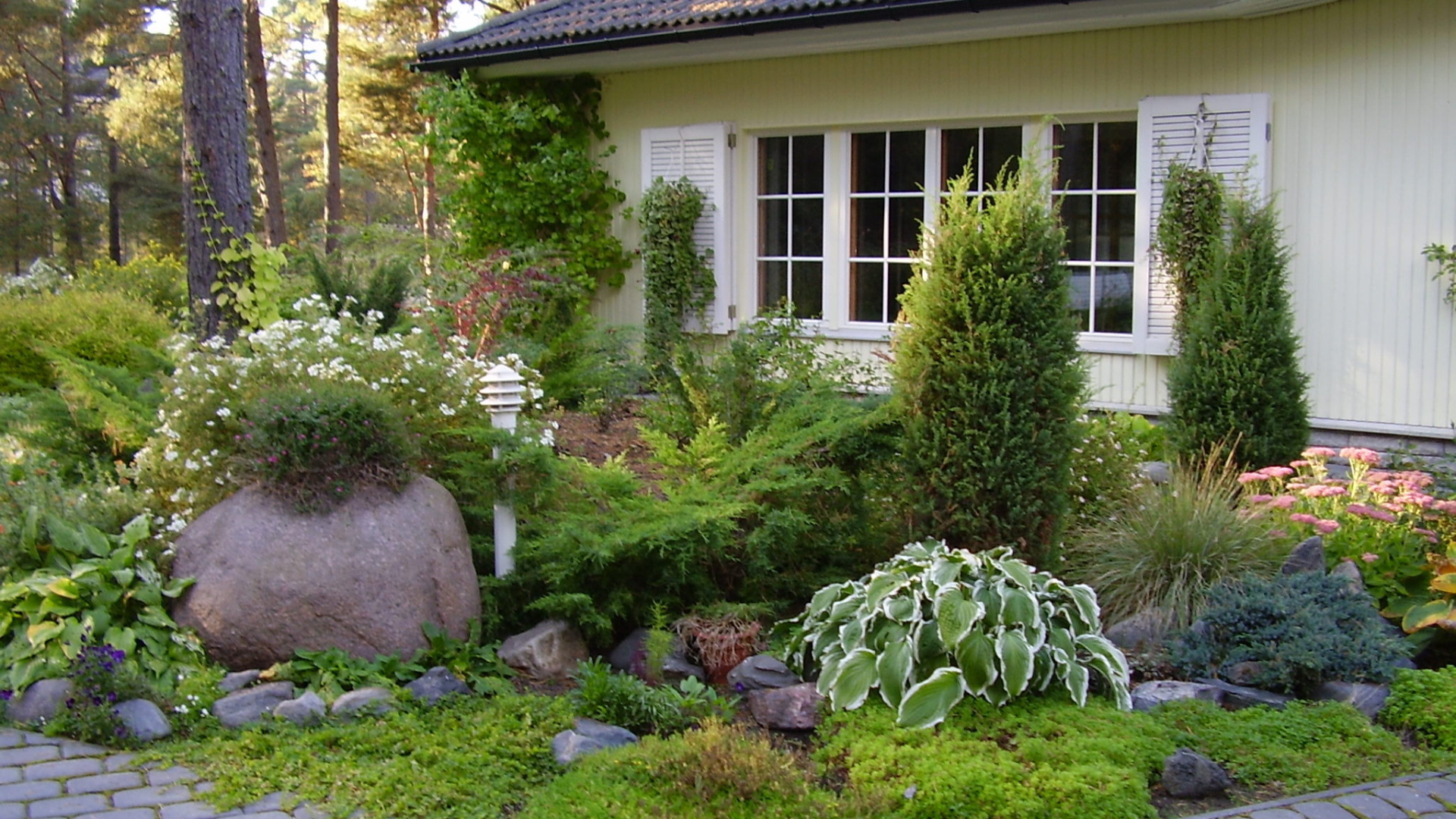 Красивая хоста в саду