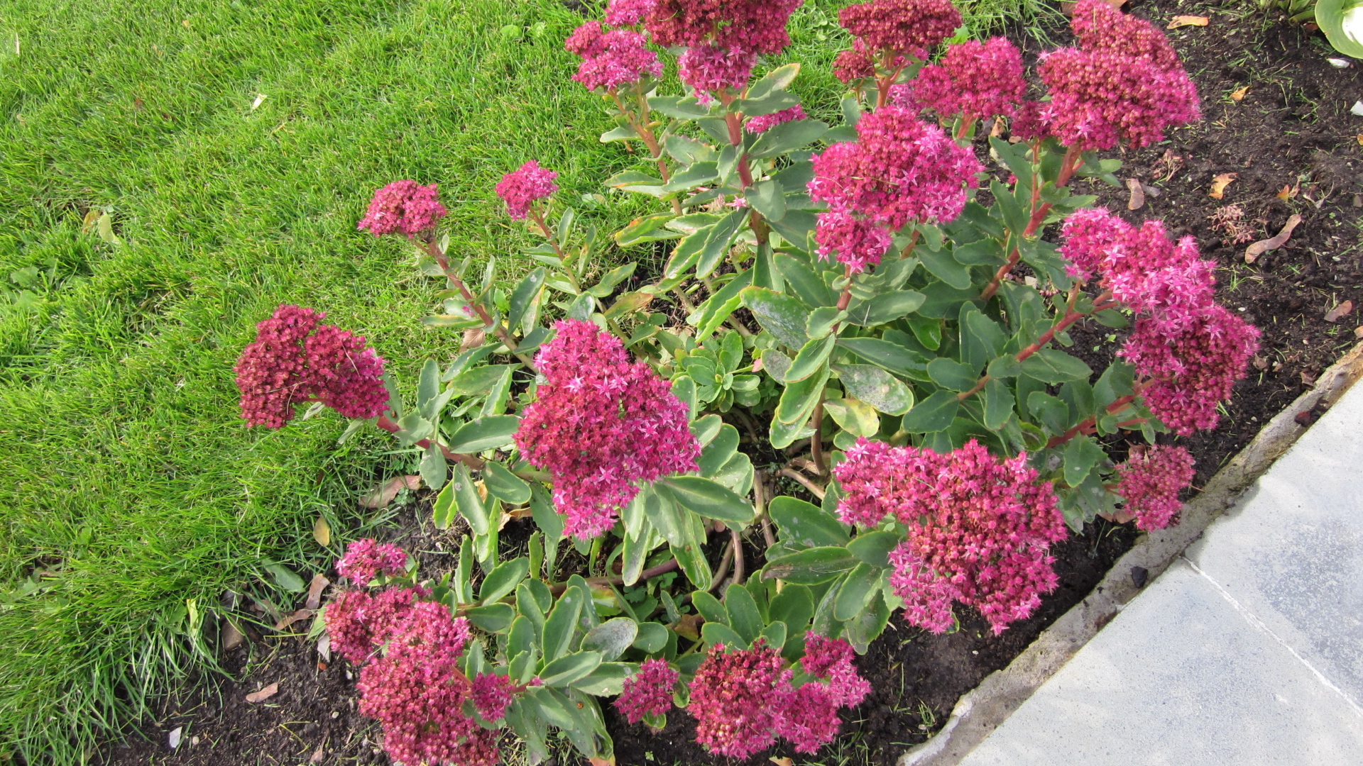 Красивый седум в саду