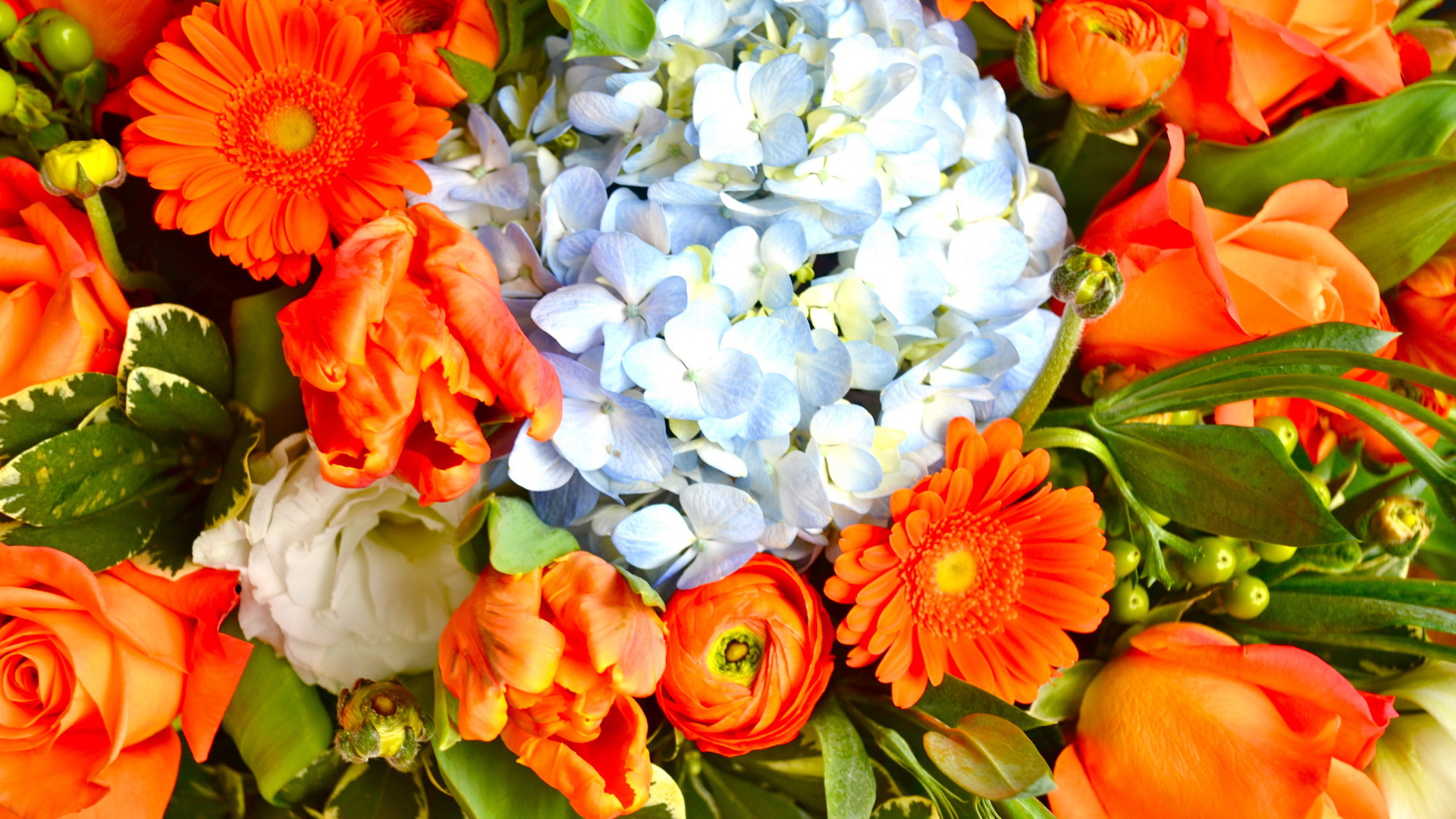 Красивые цветы гербера в парке