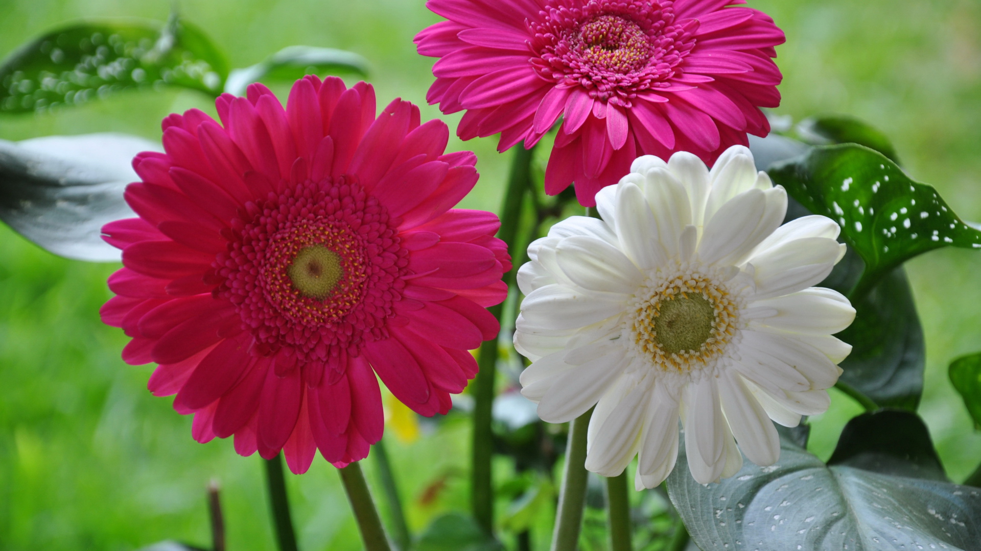 Красивая гербера на дачном участке