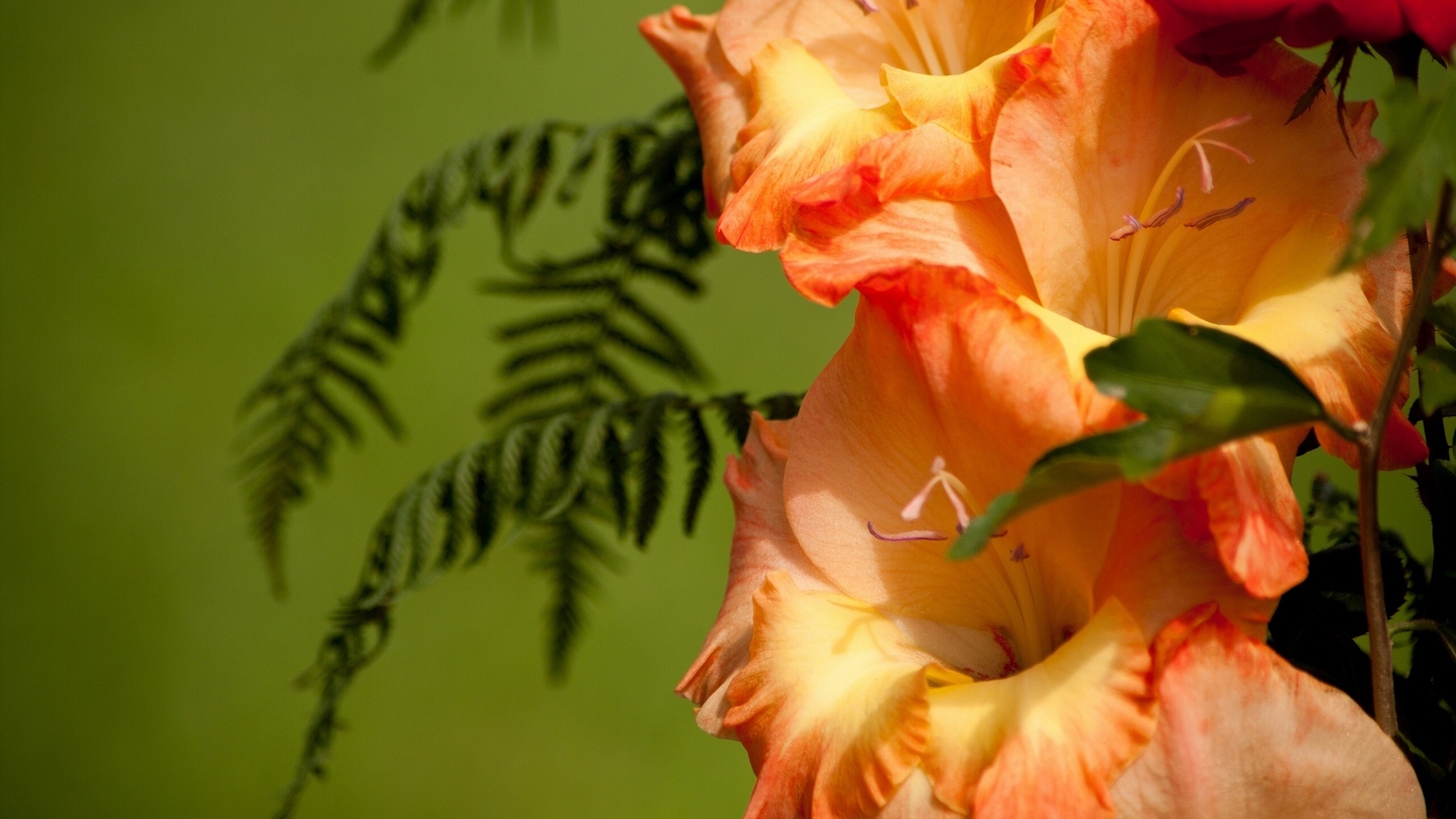 Красивые цветы гладиолус в саду