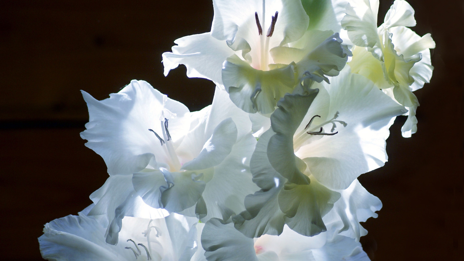 Красивые цветы гладиолус на поляне