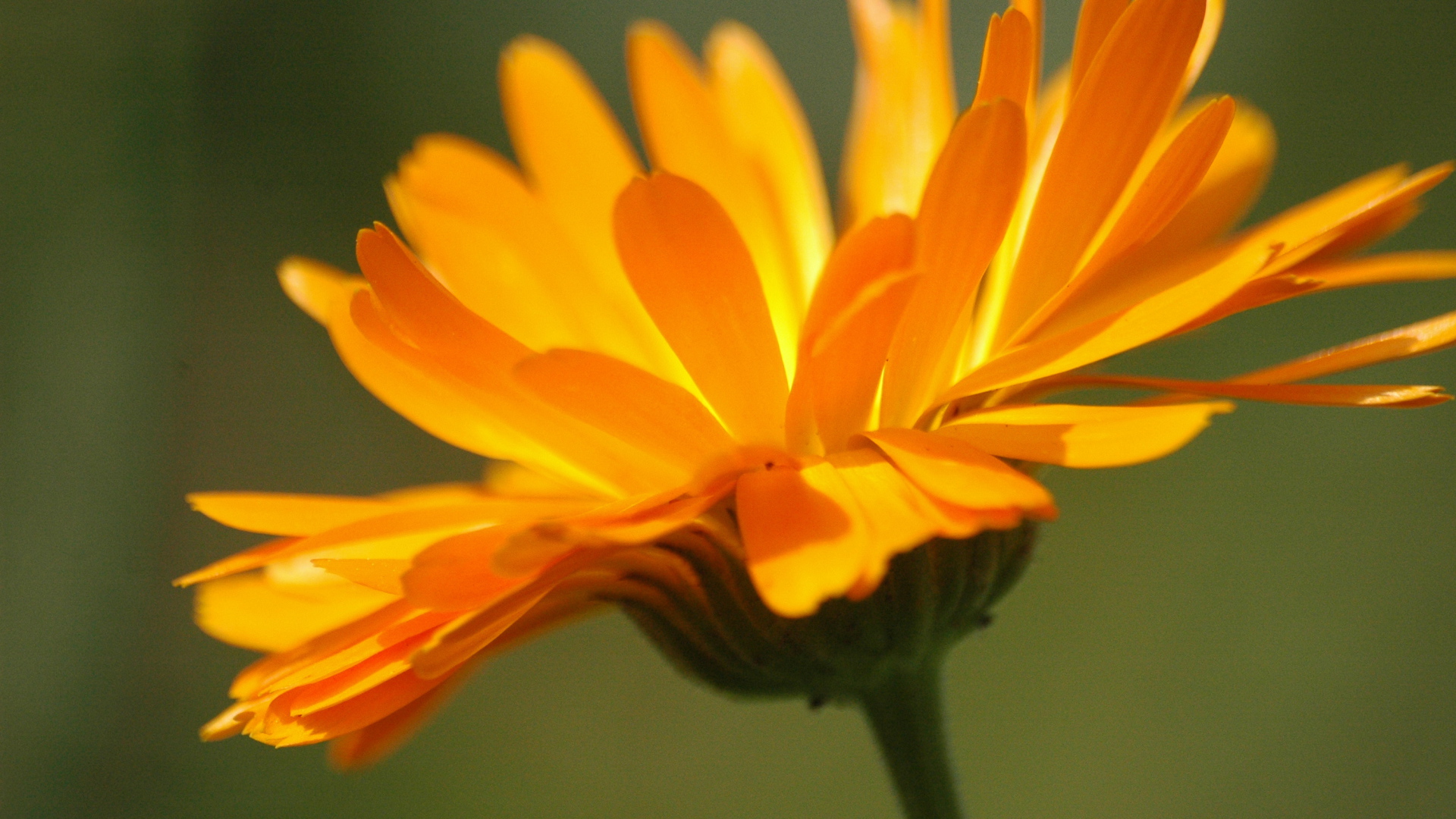 Красивая календула лечебная на дачном участке