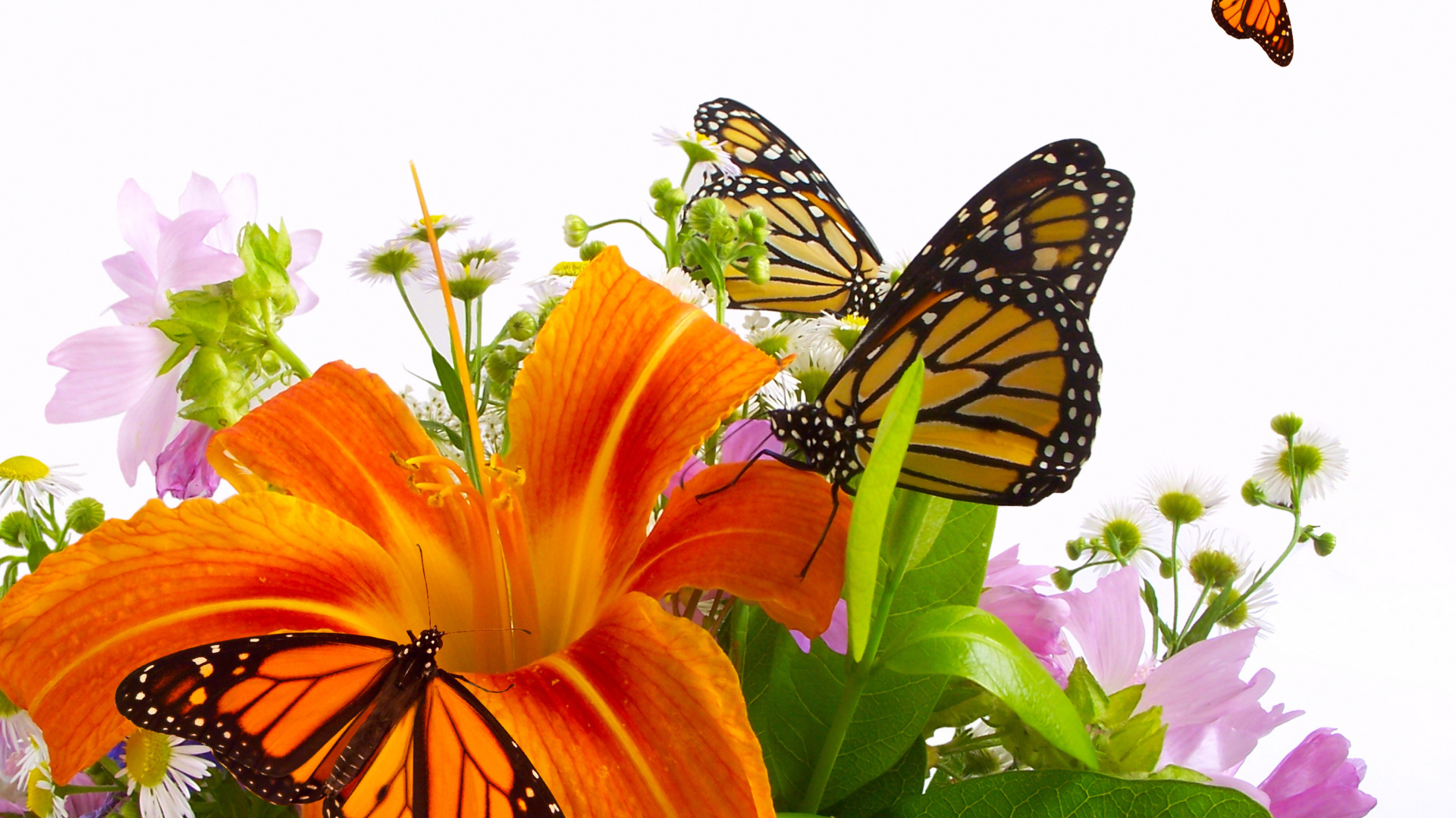 Красивые цветы лилия в парке