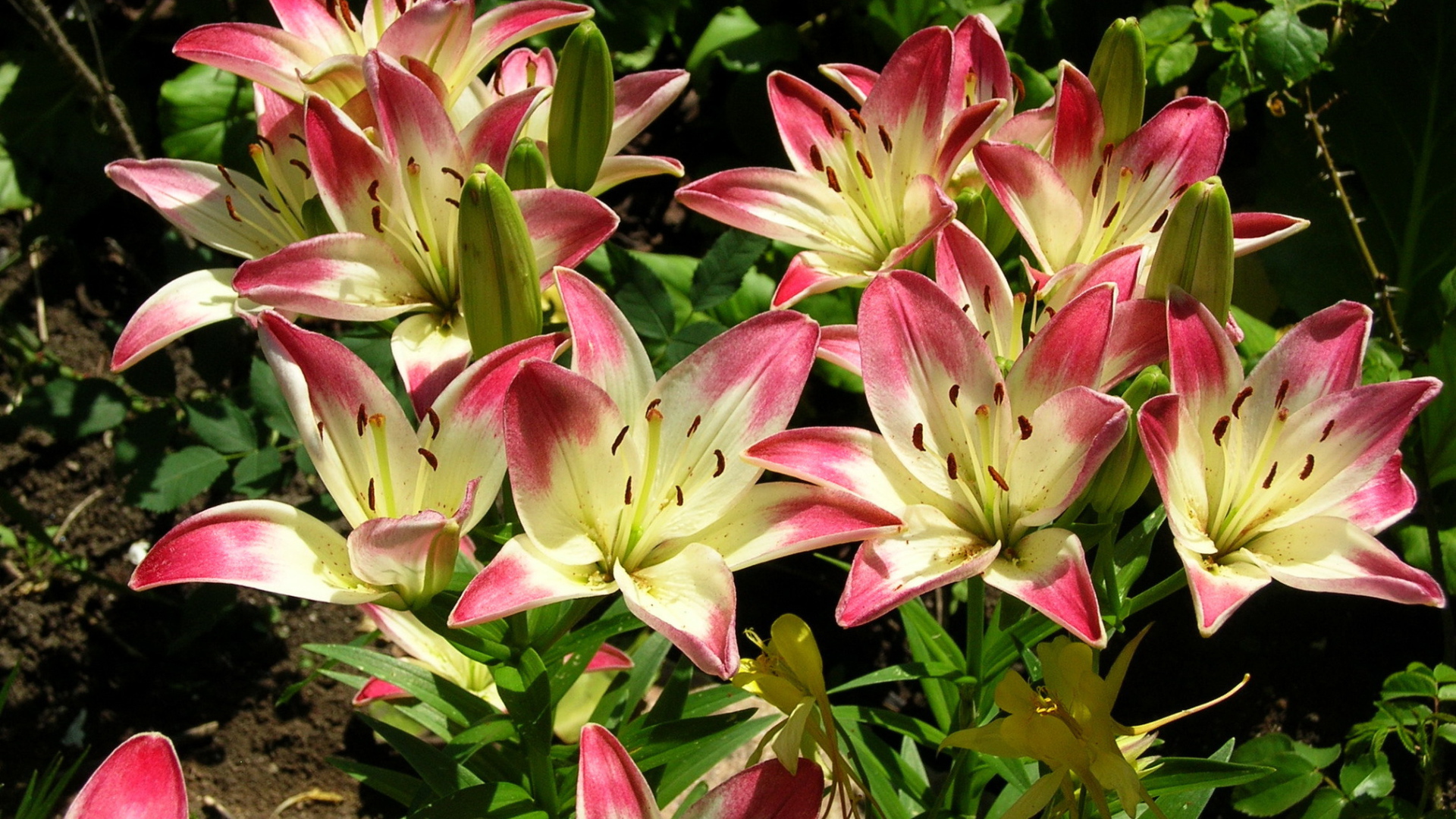 Красивая лилия в саду