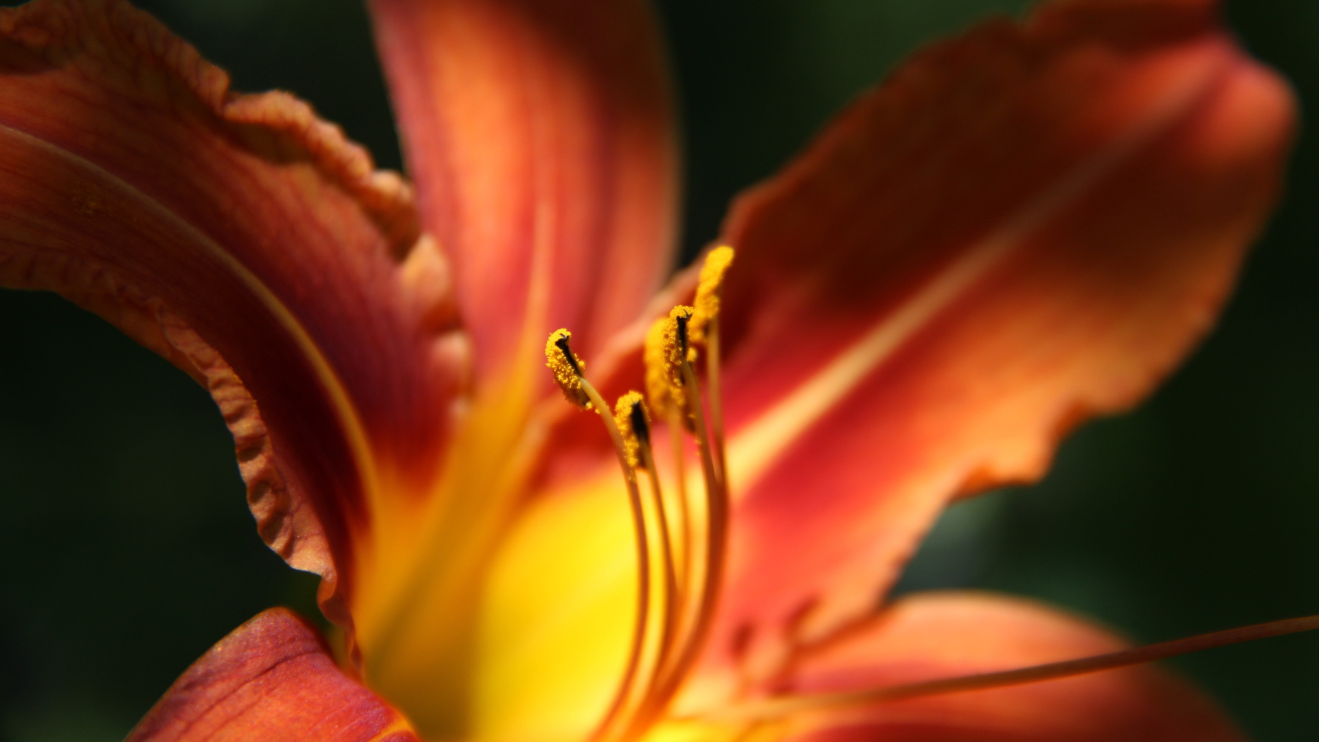 Красивая лилия на дачном участке