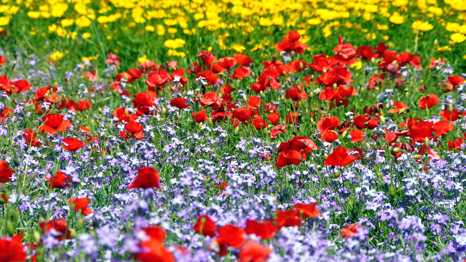 Красивая поляна цветов шафран