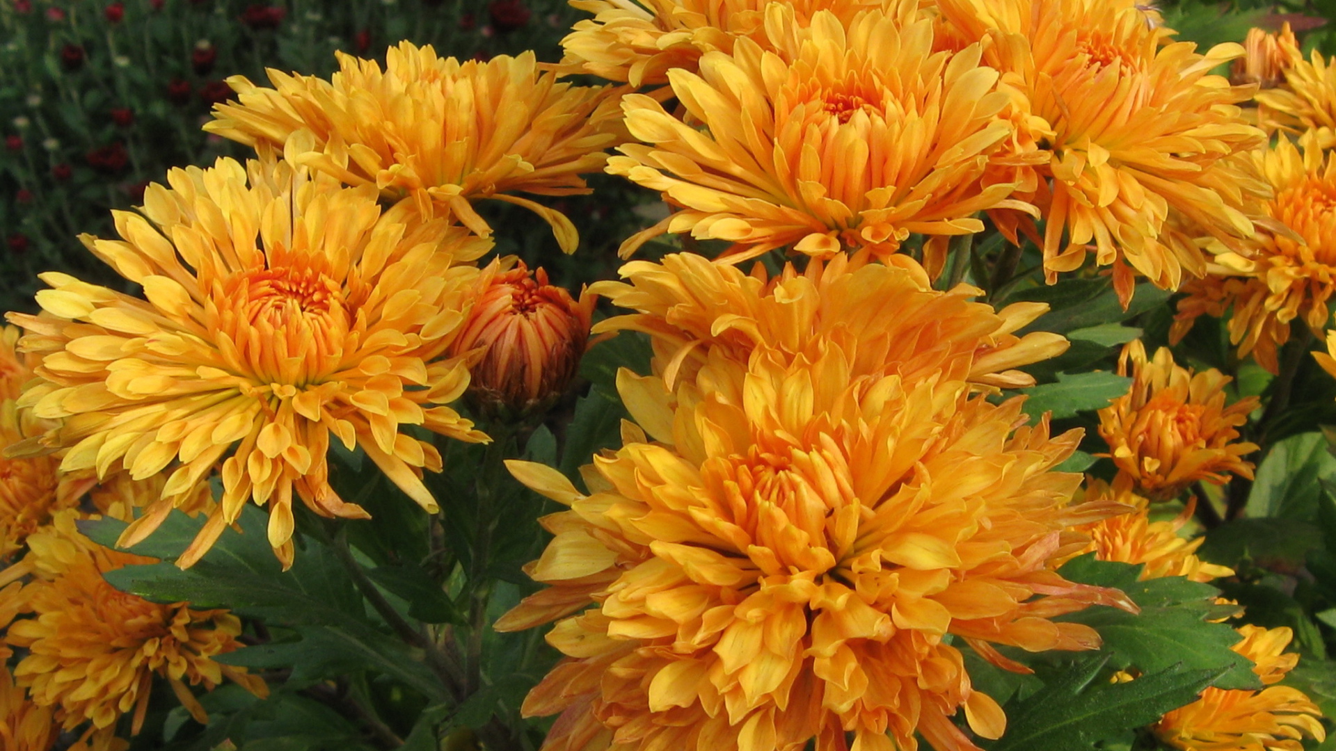 Красивые оранжевые цветы хризантема