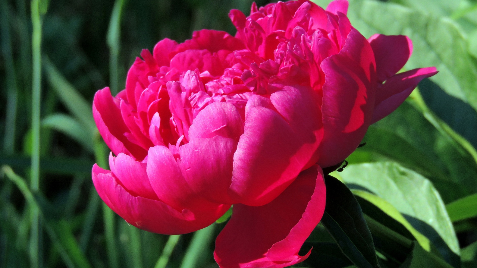 Красивый цветок пион под солнцем