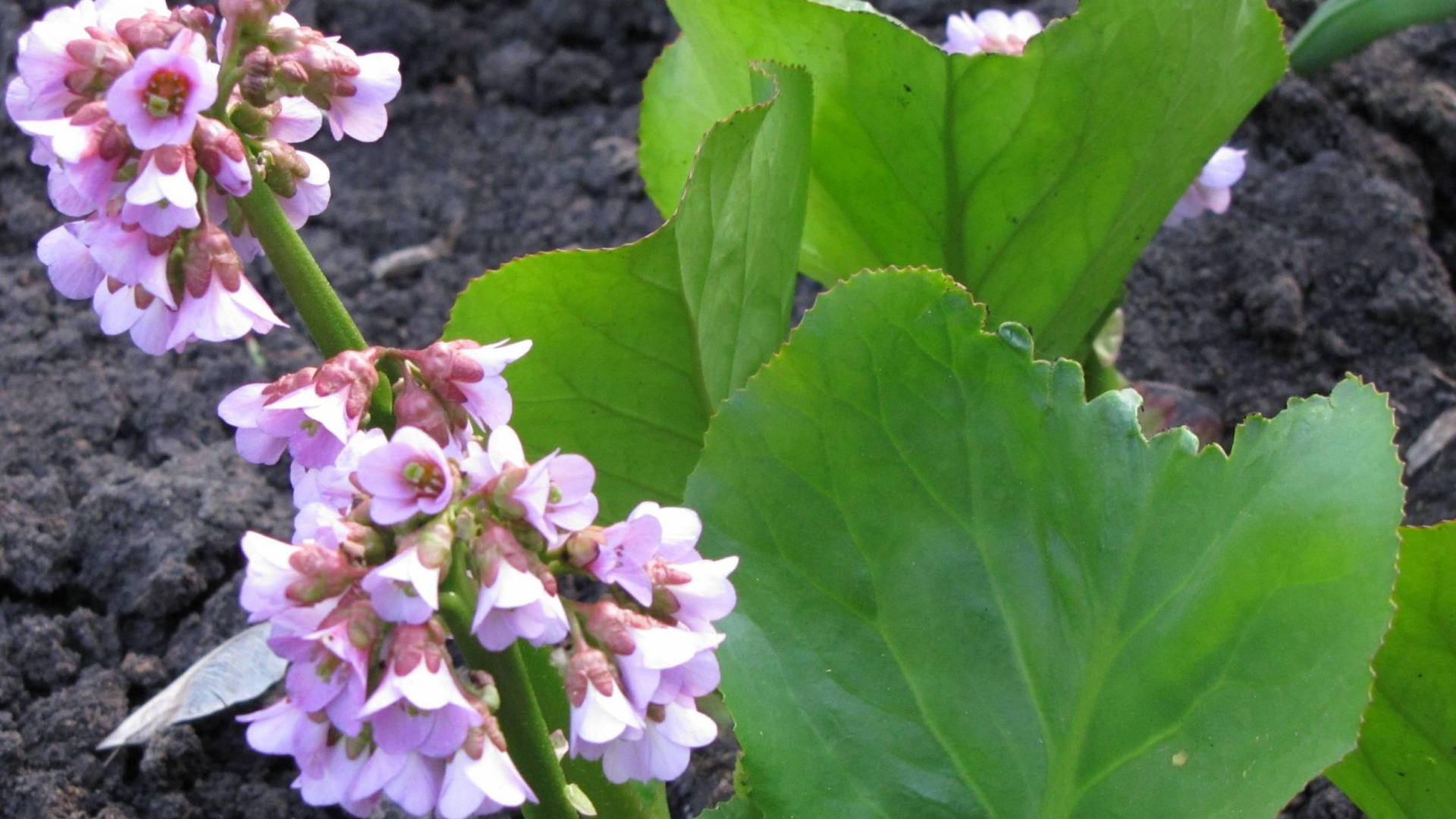 Красивое растение бадан