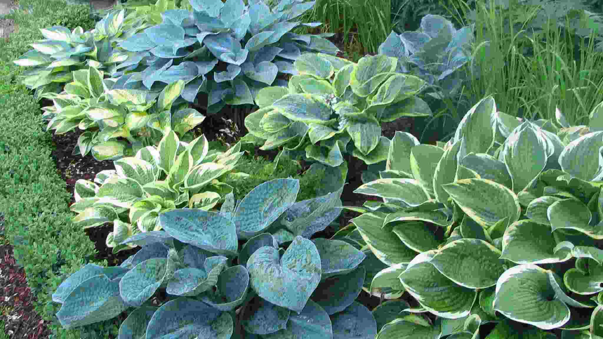 Красивое растение хоста на клумбе в саду