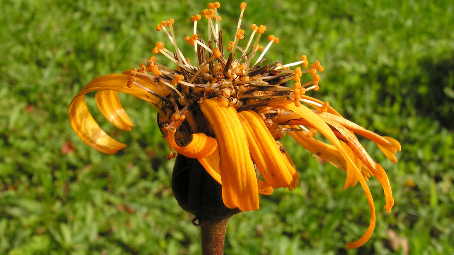Красивое растение бузульник на поляне