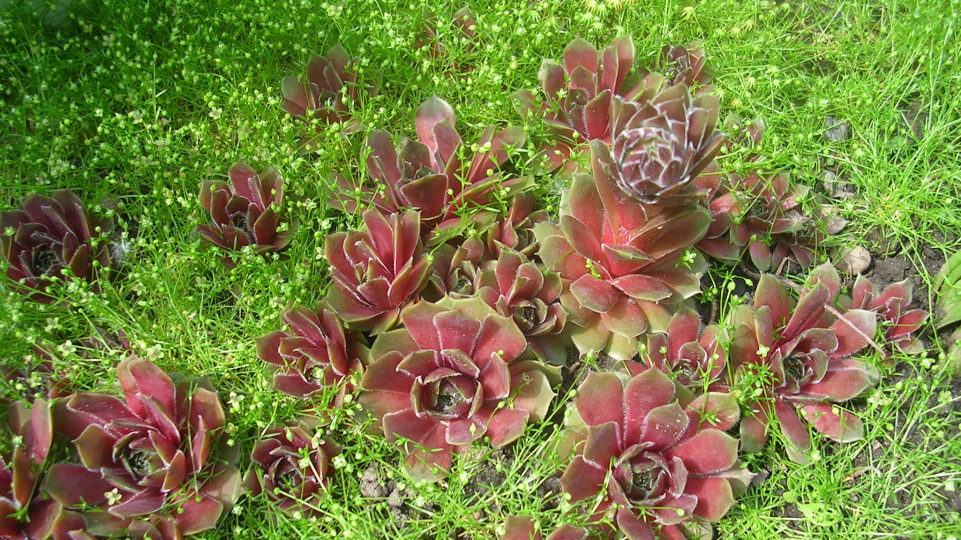 Красивое растение молодило в парке