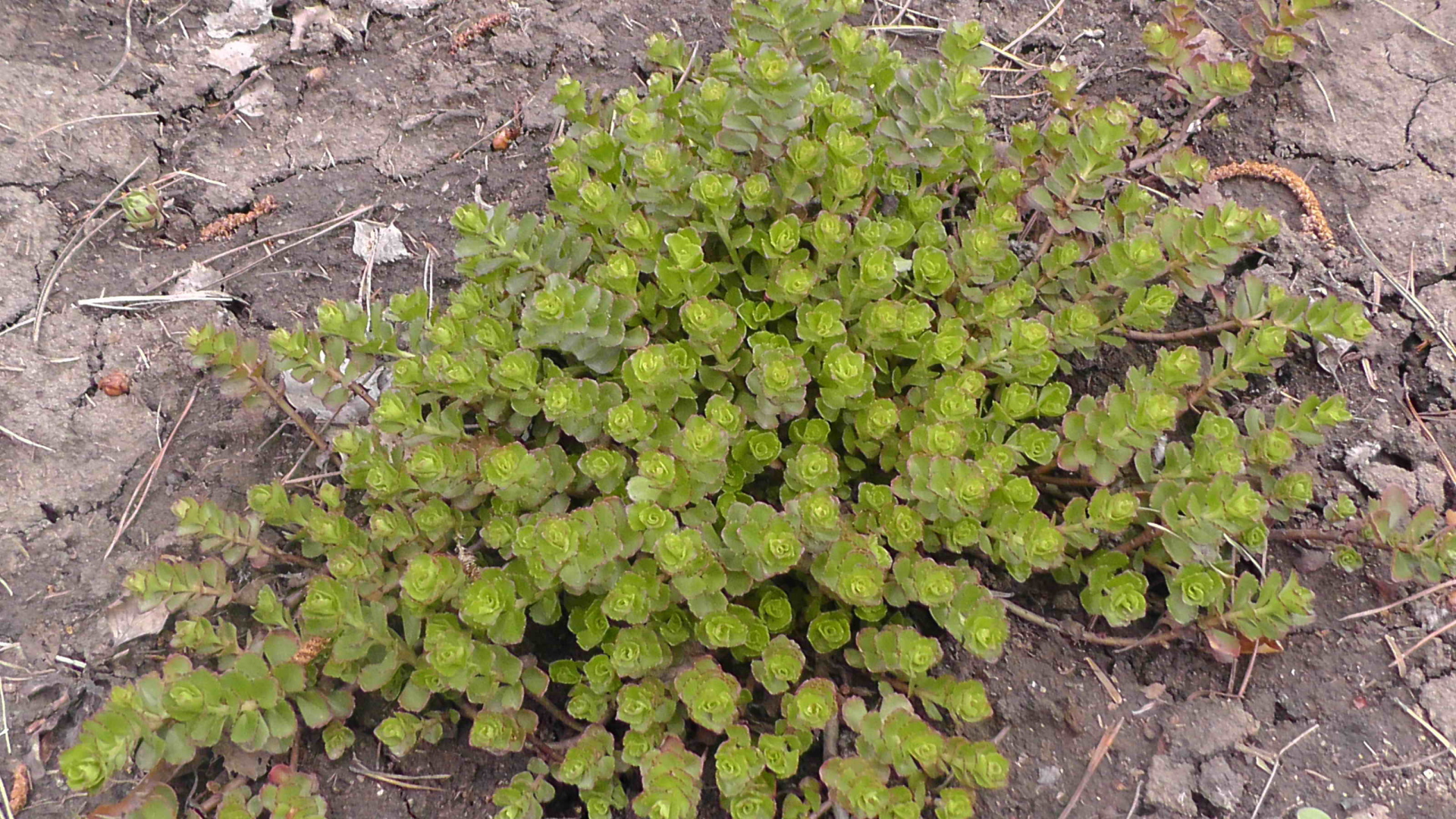 Красивое растение седум на дачном участке