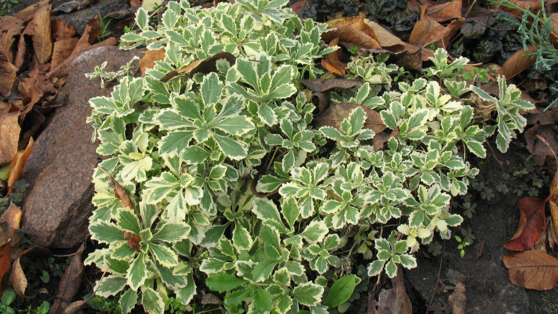 Красивое растение резуха