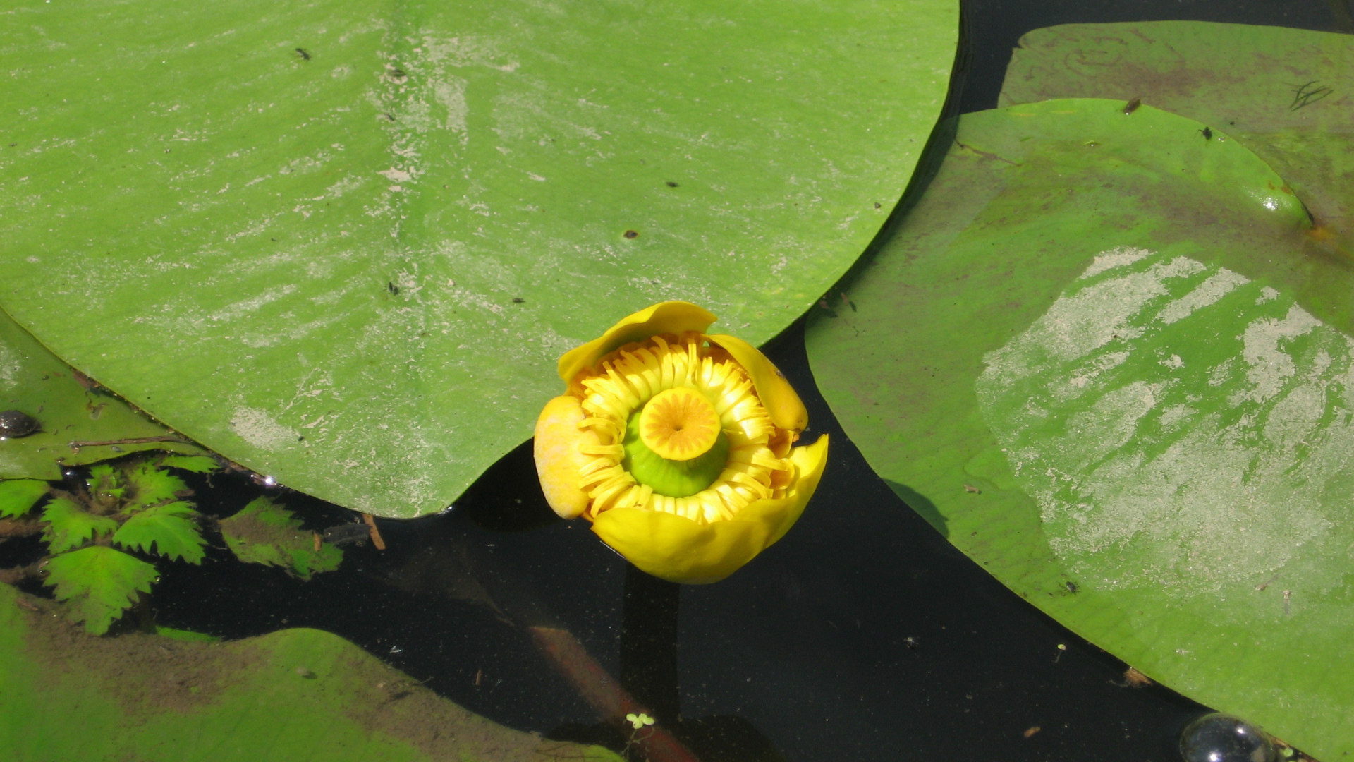 Красивое растение желтая кубышка на воде