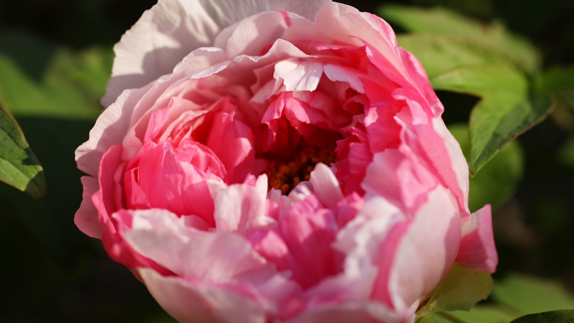 Красивый розовый бутон