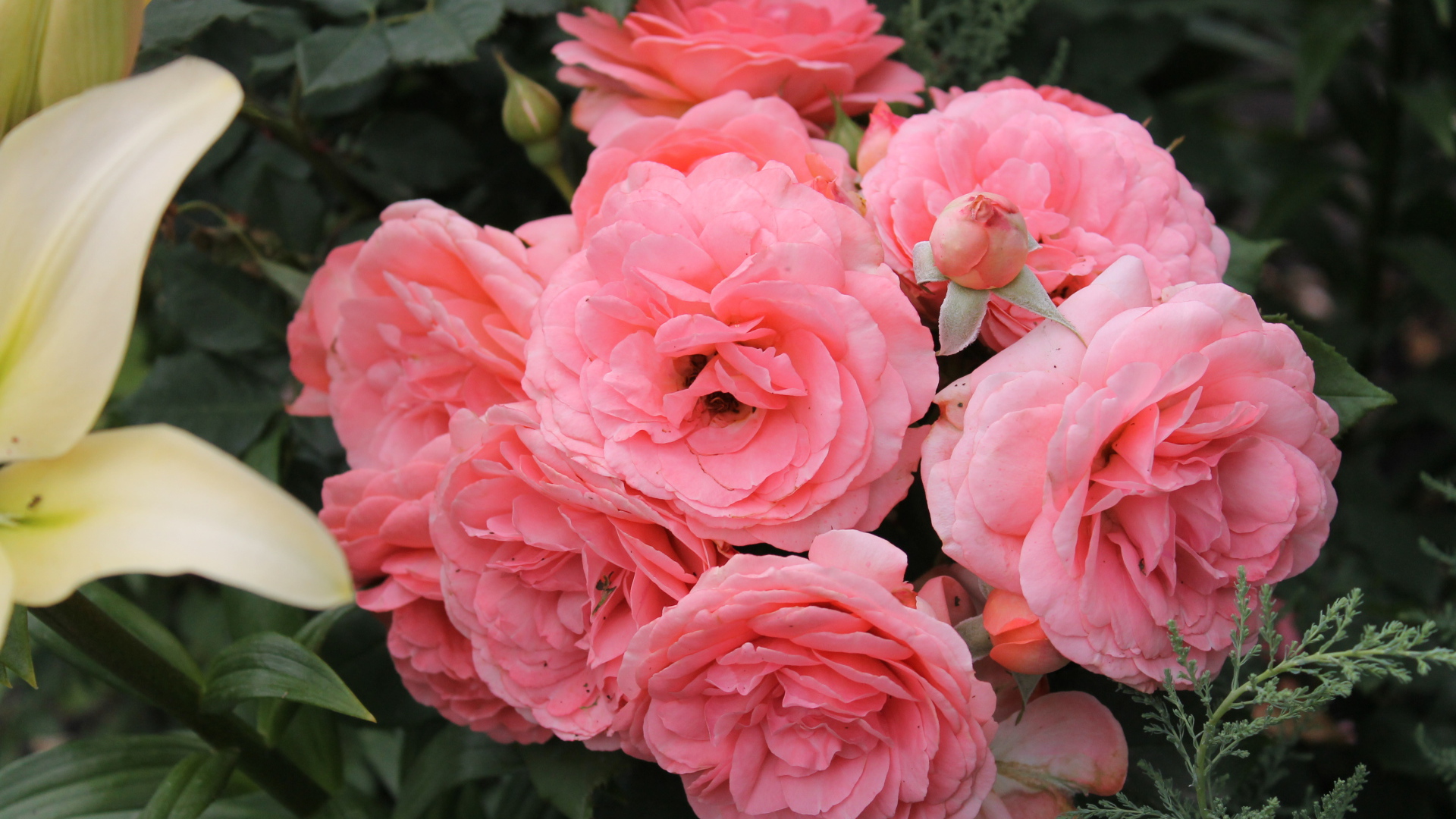 Красивая роза кустарниковая на дачном участке