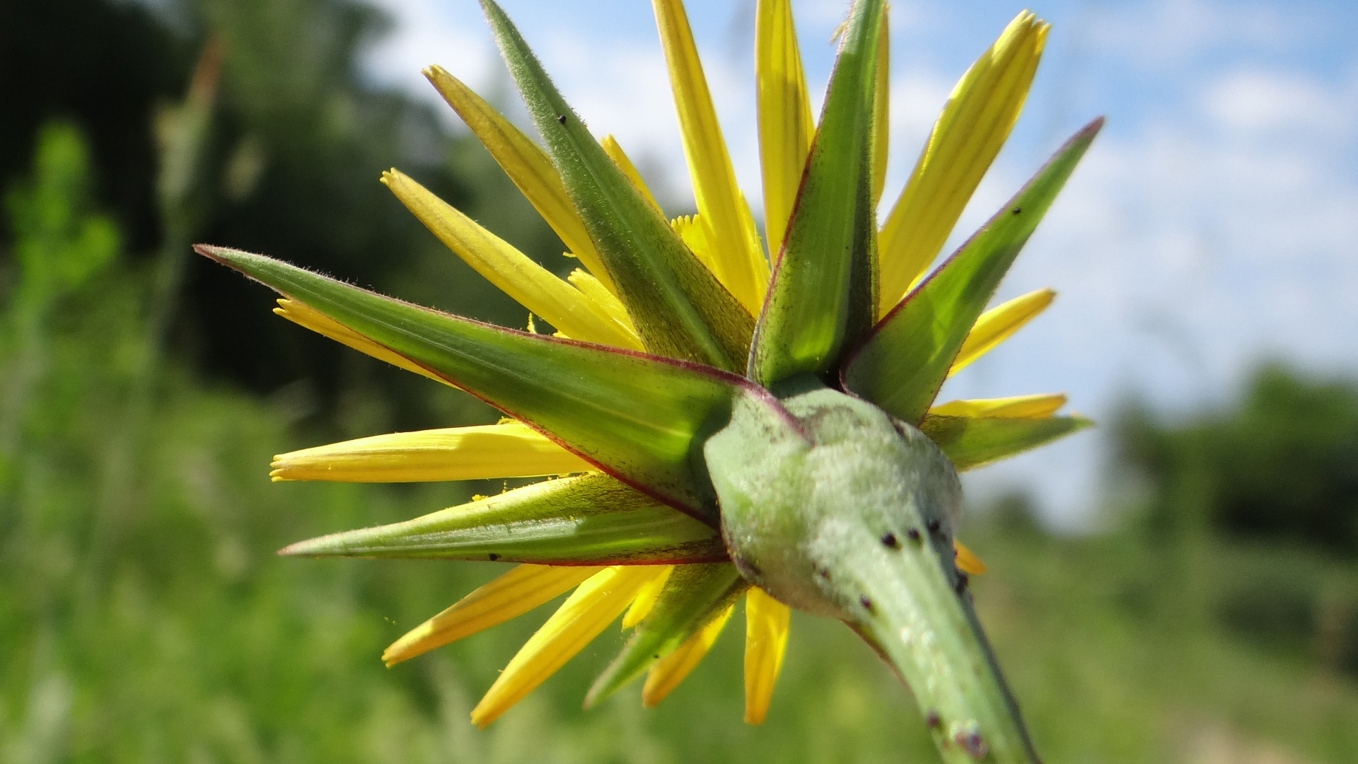 Красивый козлобородник (большой одуванчик) на дачном участке