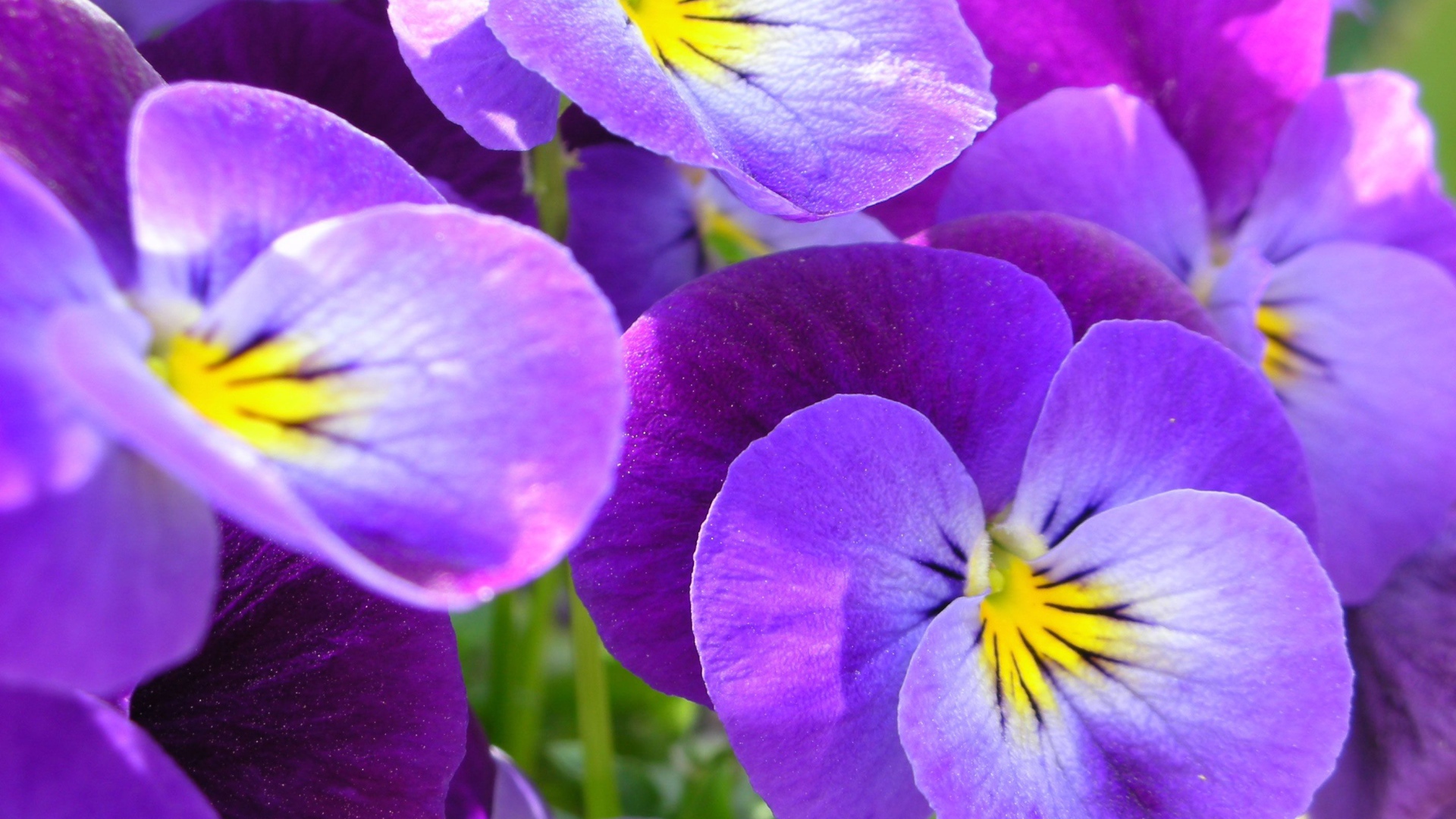 Красивые весенние виолы (фиалки, анютины глазки) в саду