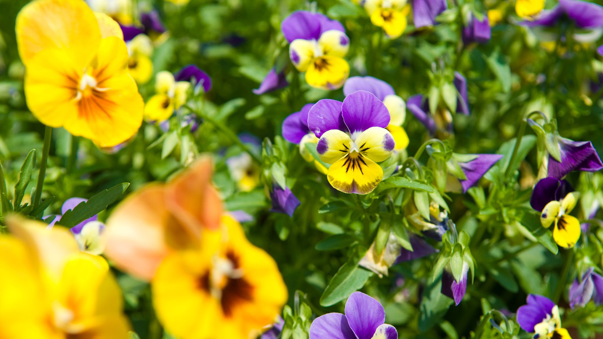 Красивые весенние виолы (фиалки, анютины глазки) в парке