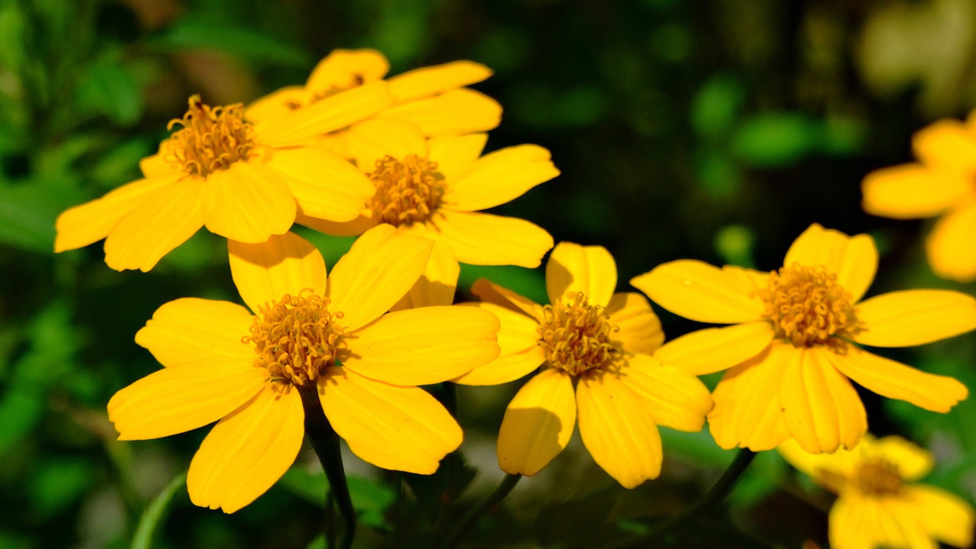 Красивая венидиум (астровые) на дачном участке