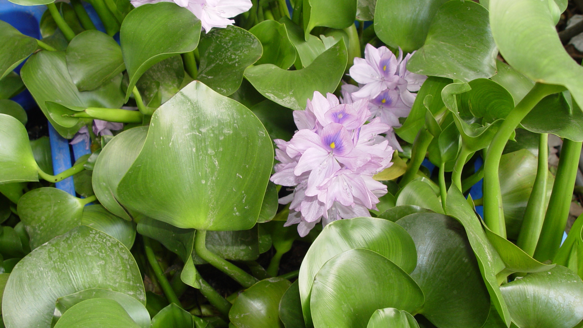 Красивый водяной гиацинт