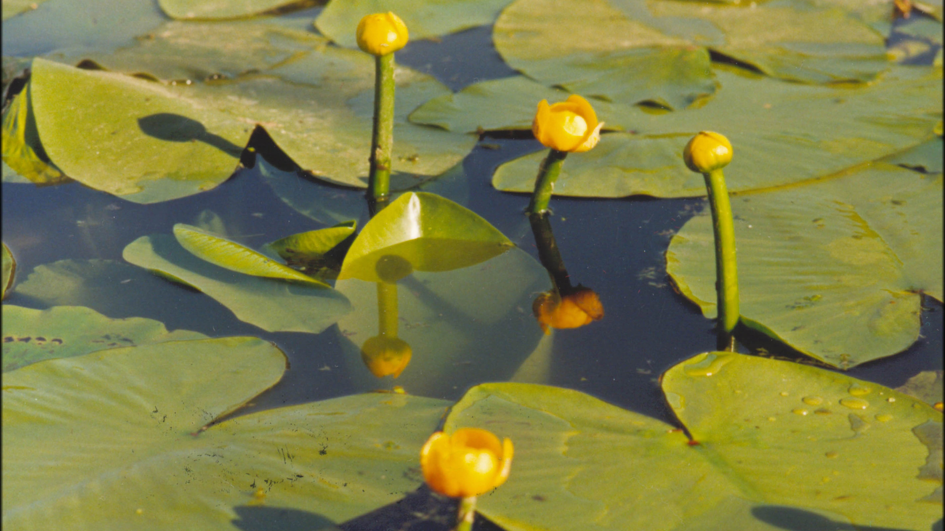 Красивая кубышка желтая