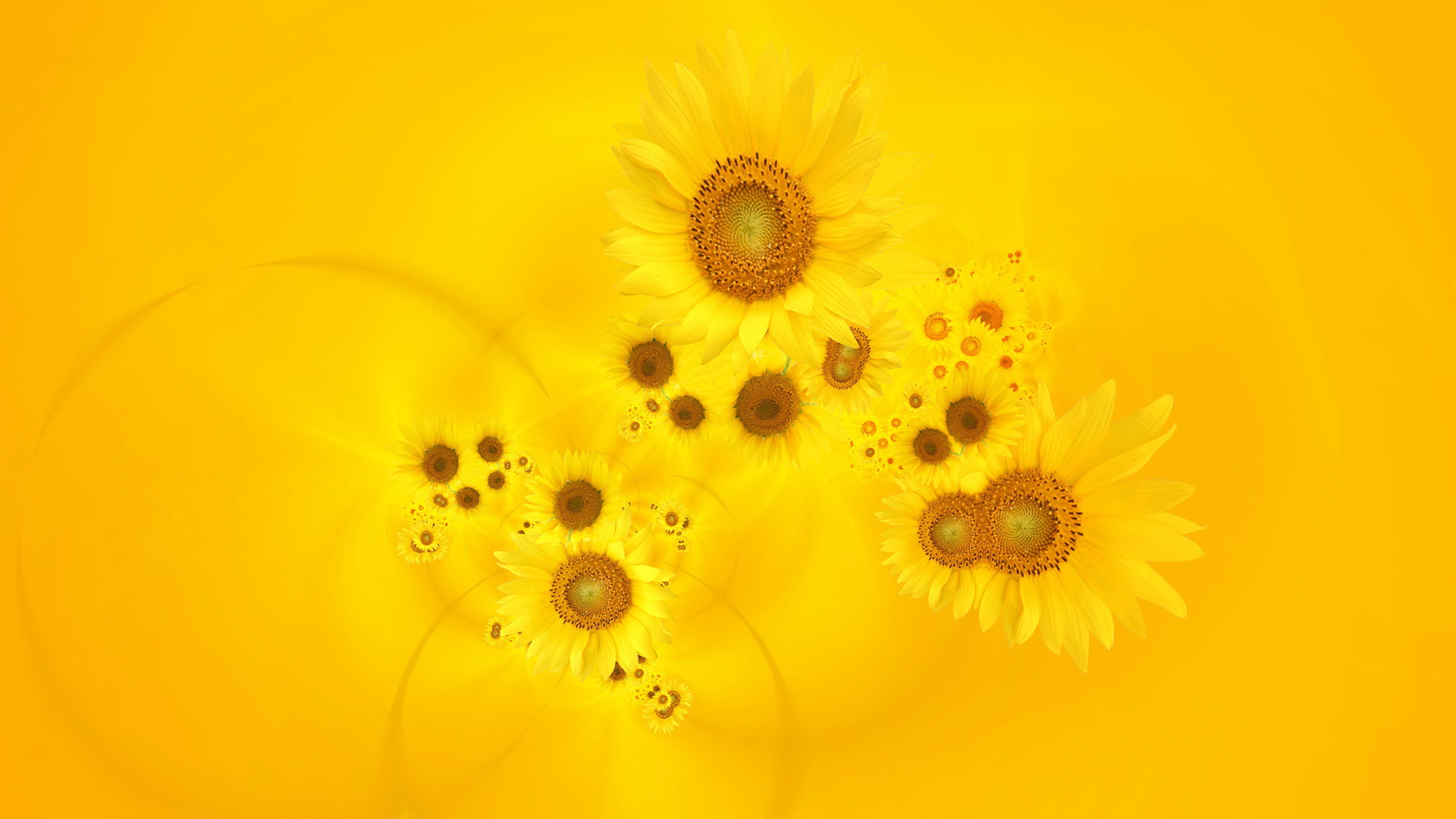 Красивый желтый фон с подсолнухом