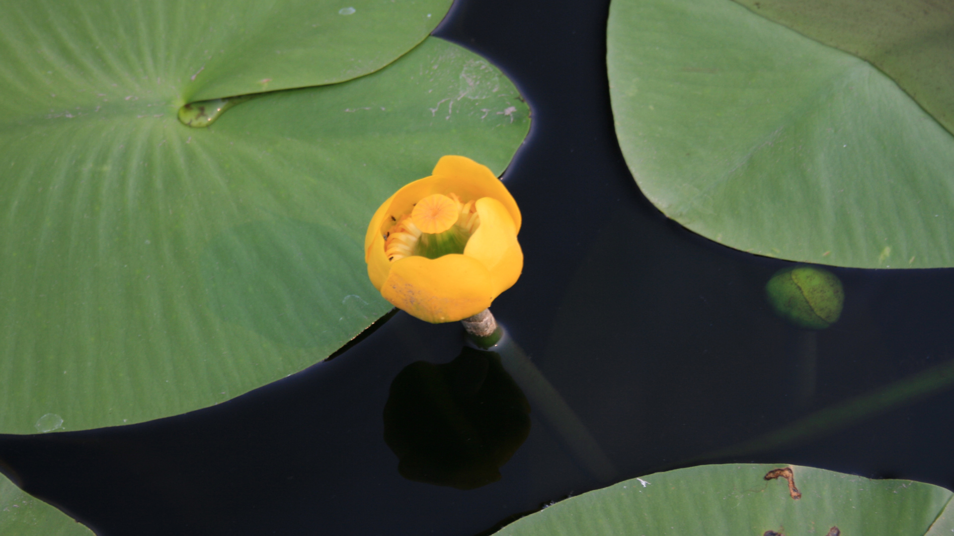 Красивый цветок кубышка желтая на воде