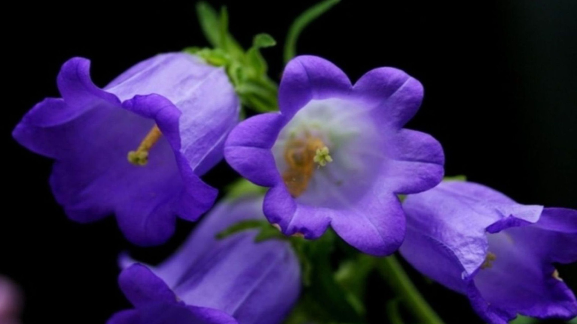 Колокольчики на черном фоне