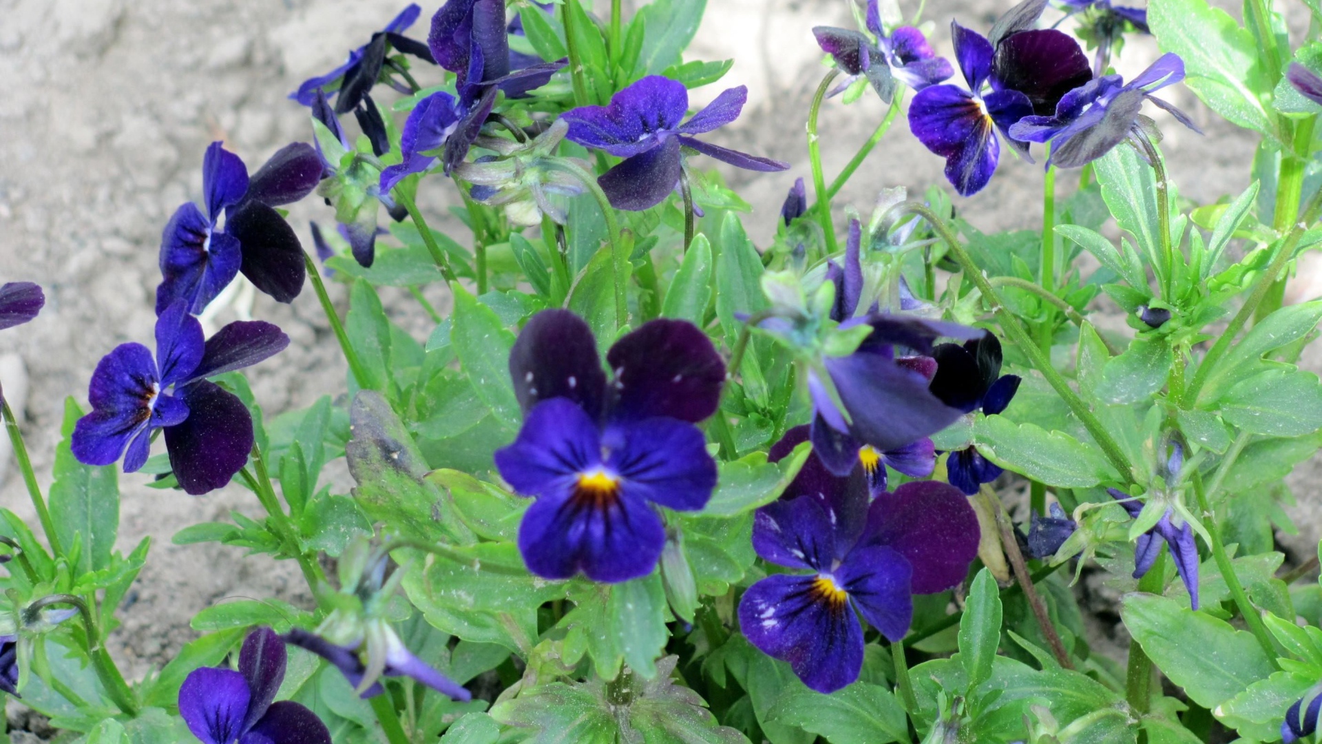 Расцвели прекрасные цветы анютины глазки в саду