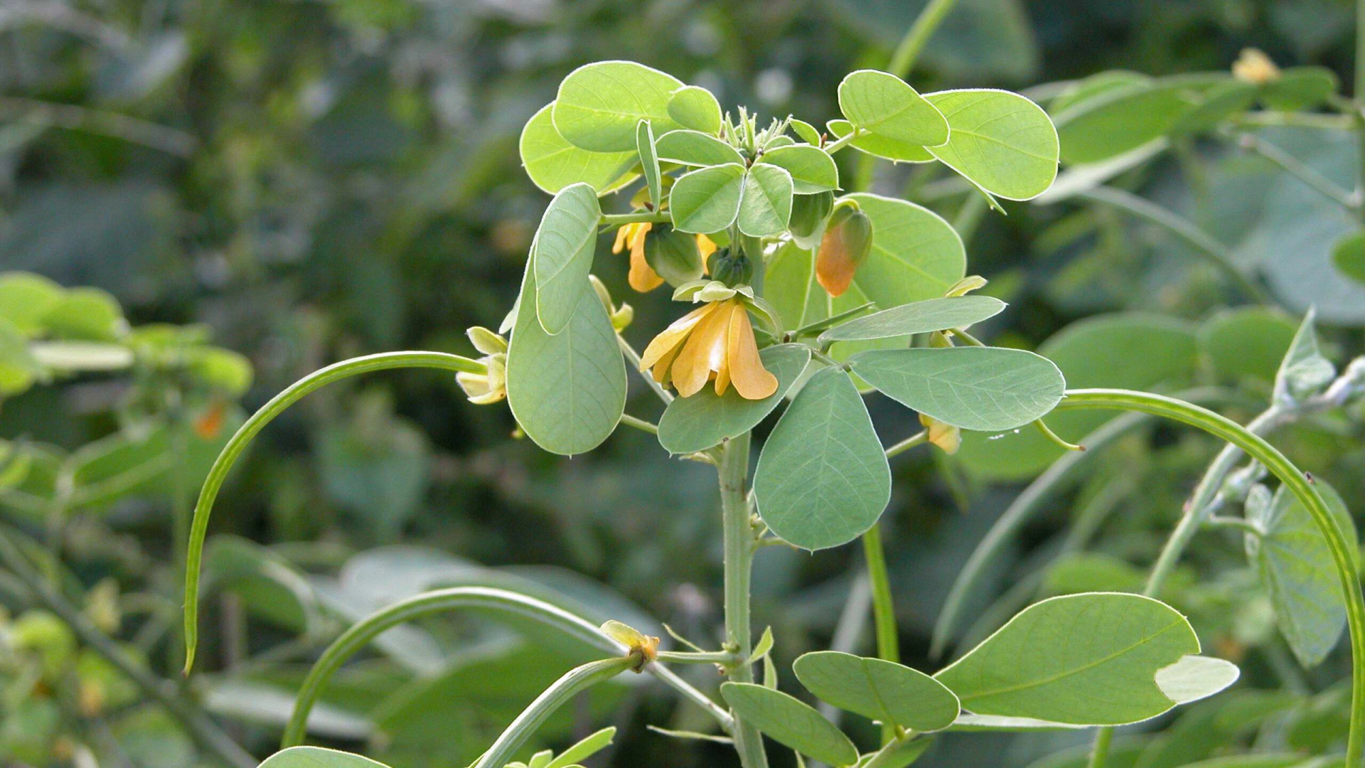 Расцвели красивые цветы растения резухи