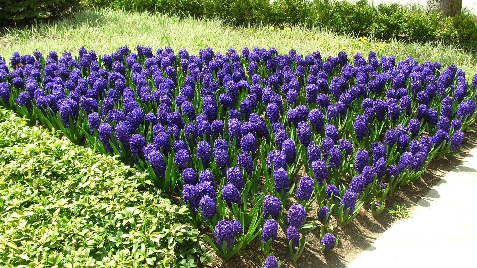 Цветы синие гиацинты расцвели на поляне