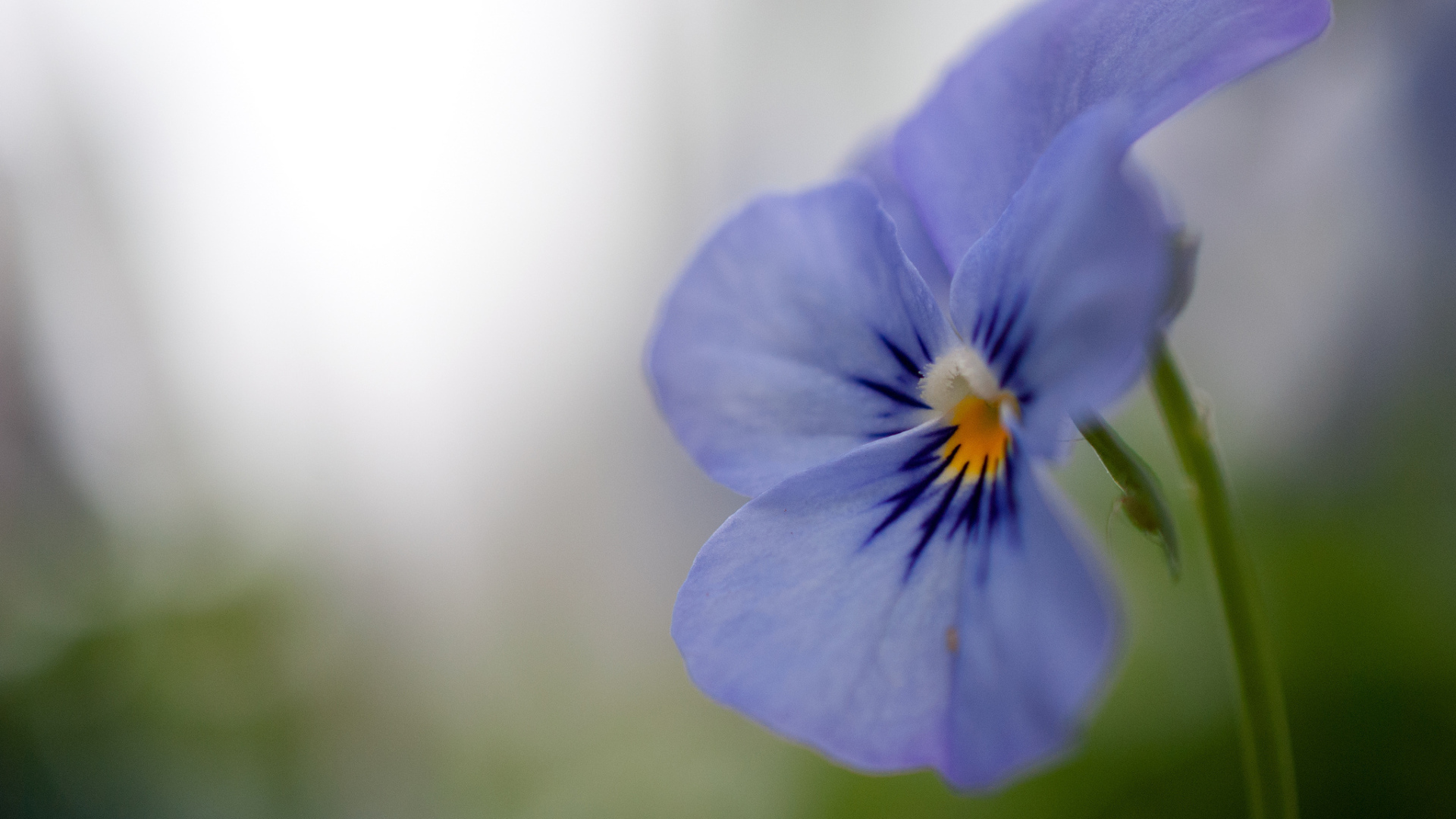 Голубой цветок анютины глазки