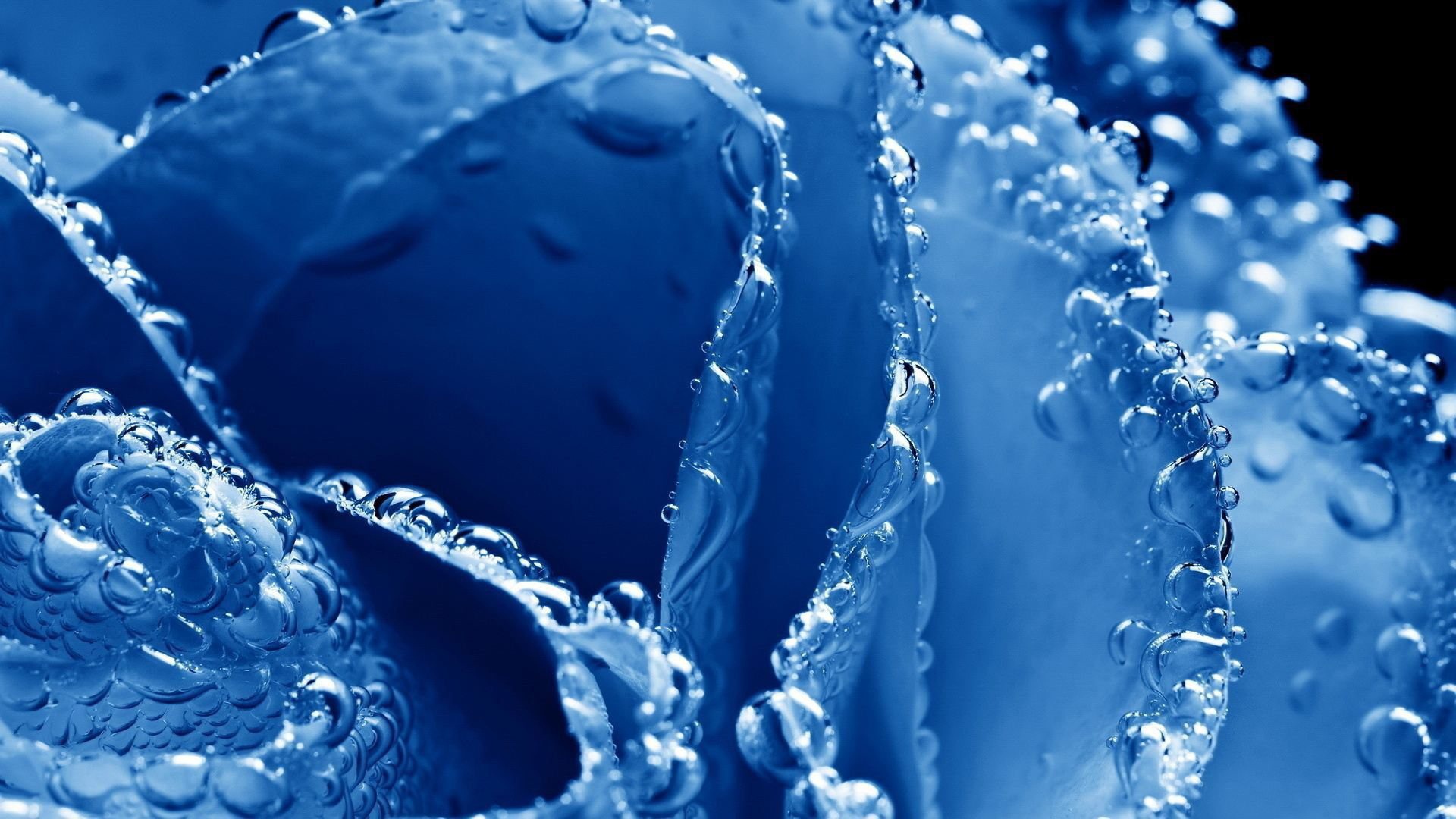 Синяя роза в пузырьках воздуха