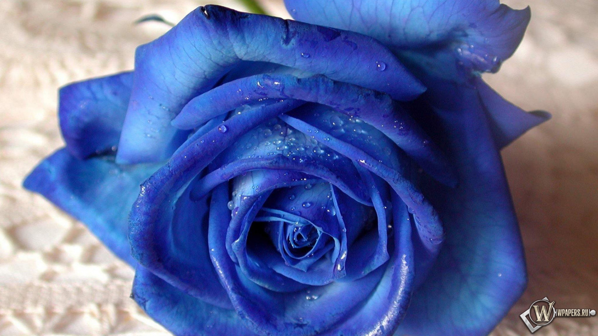 Синяя роза на белой скатерти