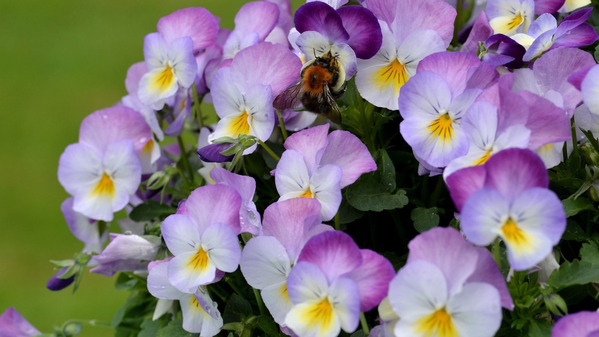 Букет виолы (фиалки, анютины глазки) 