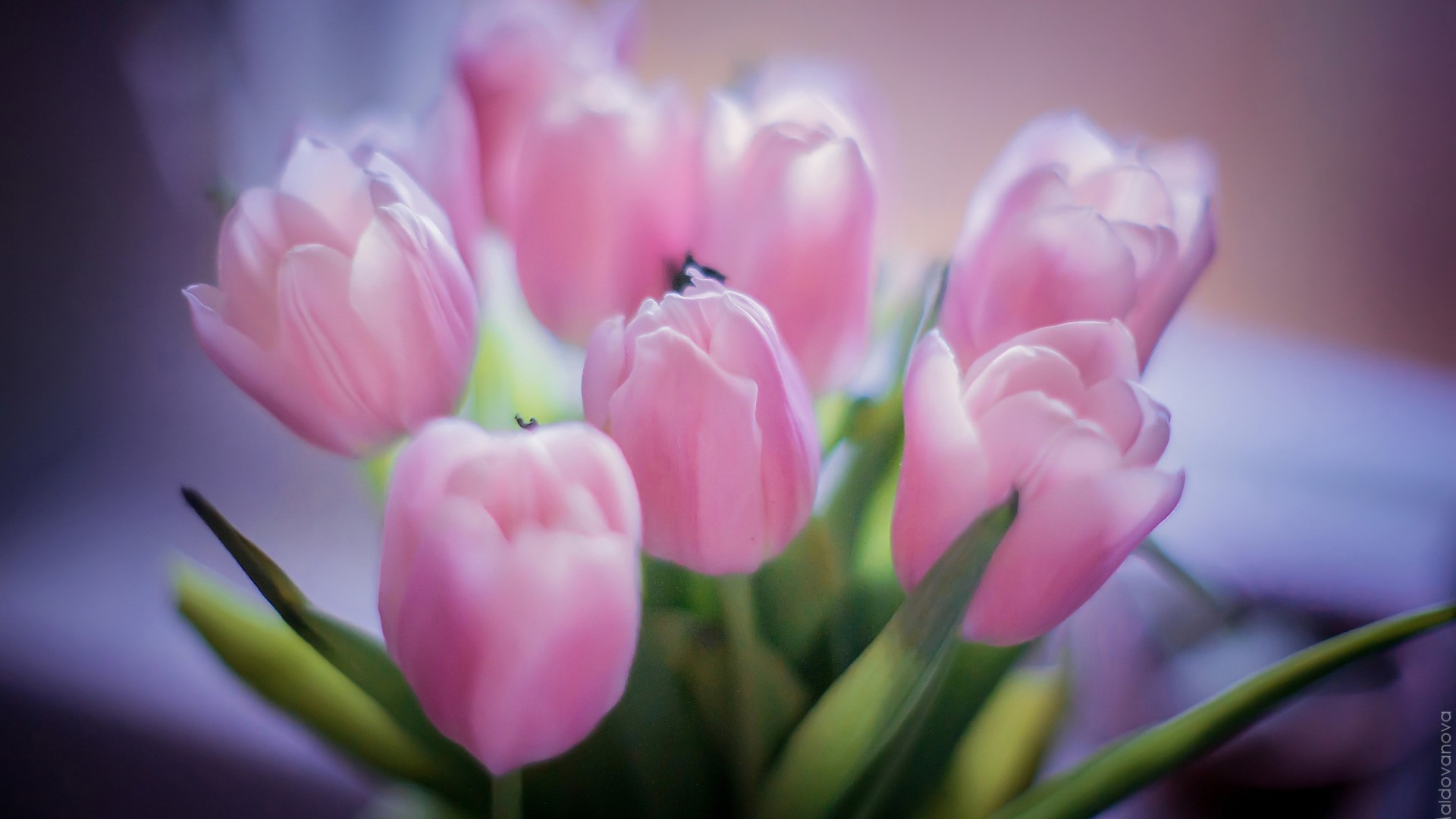 Букет розовых тюльпанов