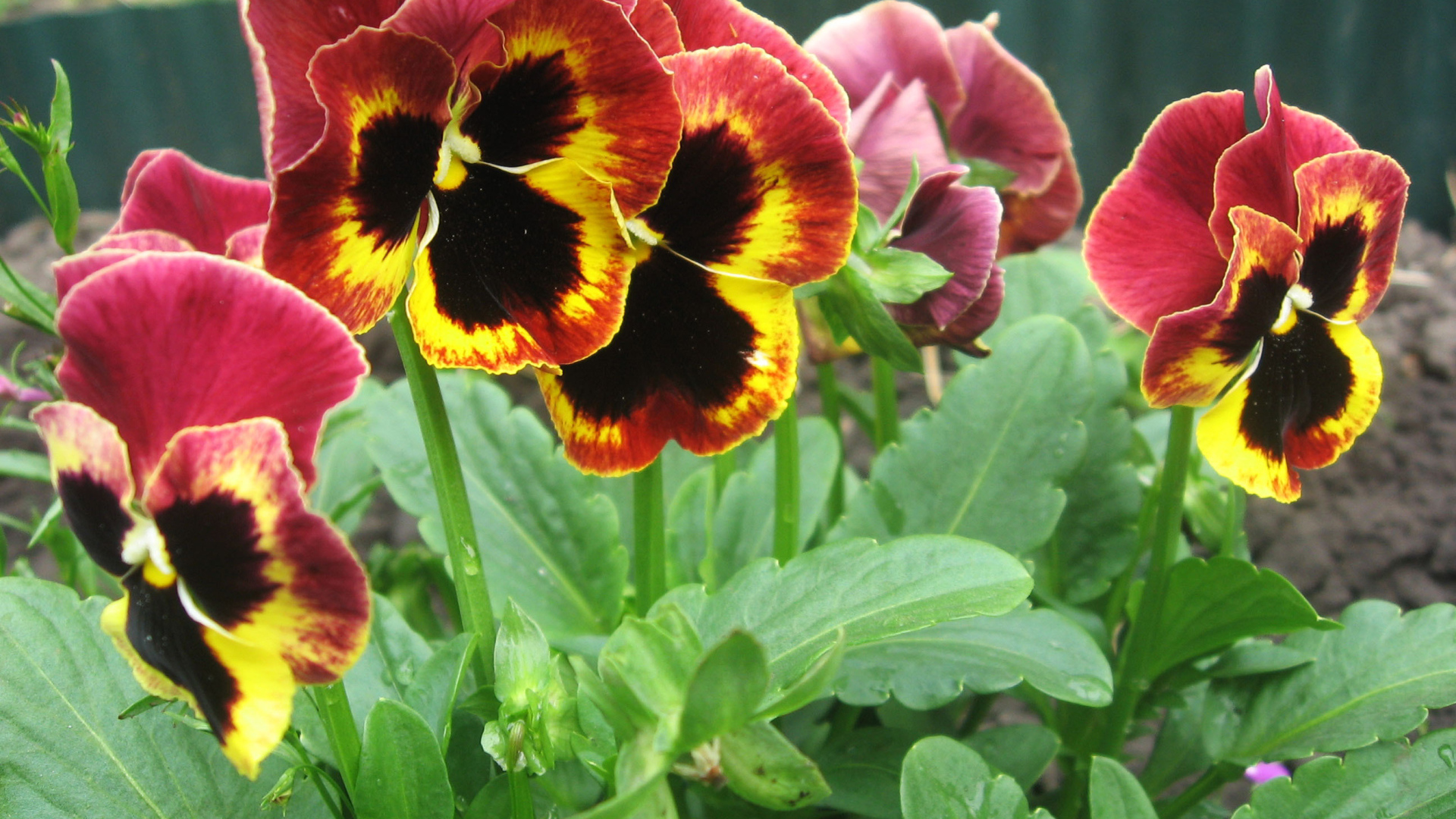 Яркие красивые цветы анютины глазки