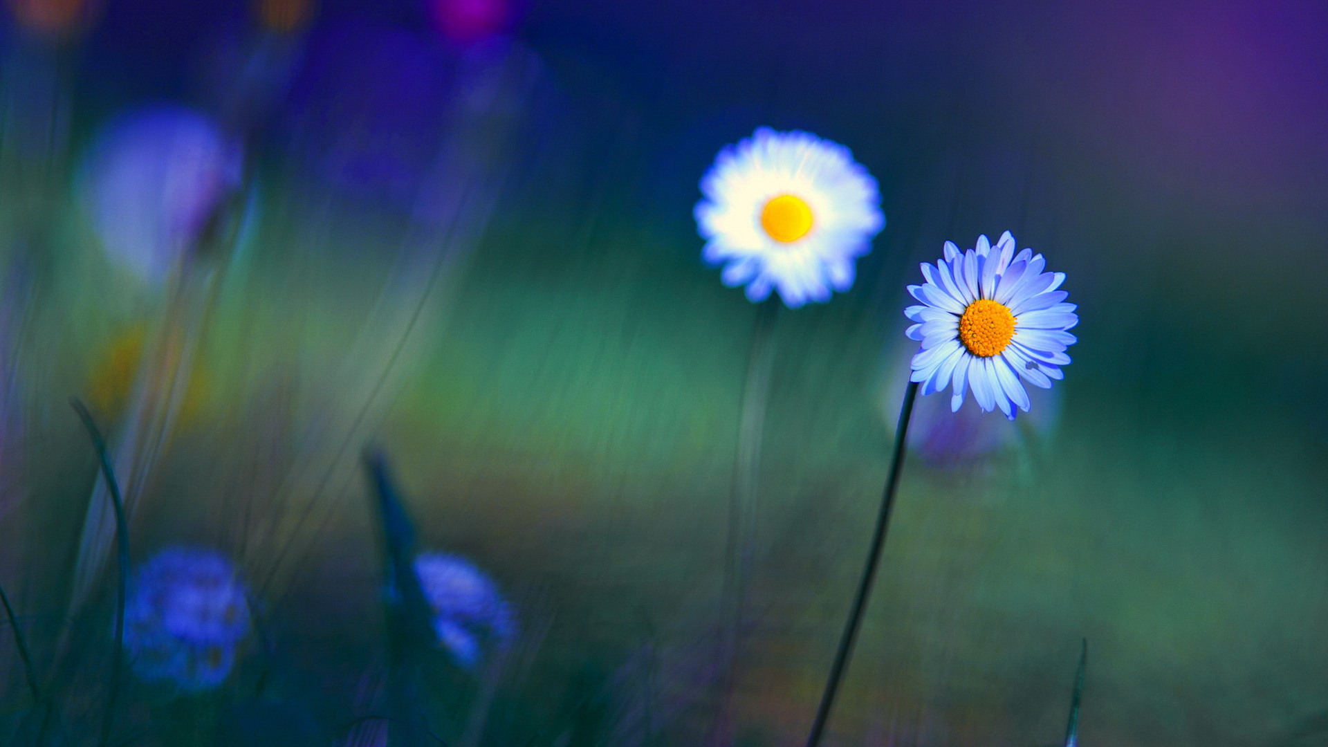 Яркие цветы маргаритки на поляне