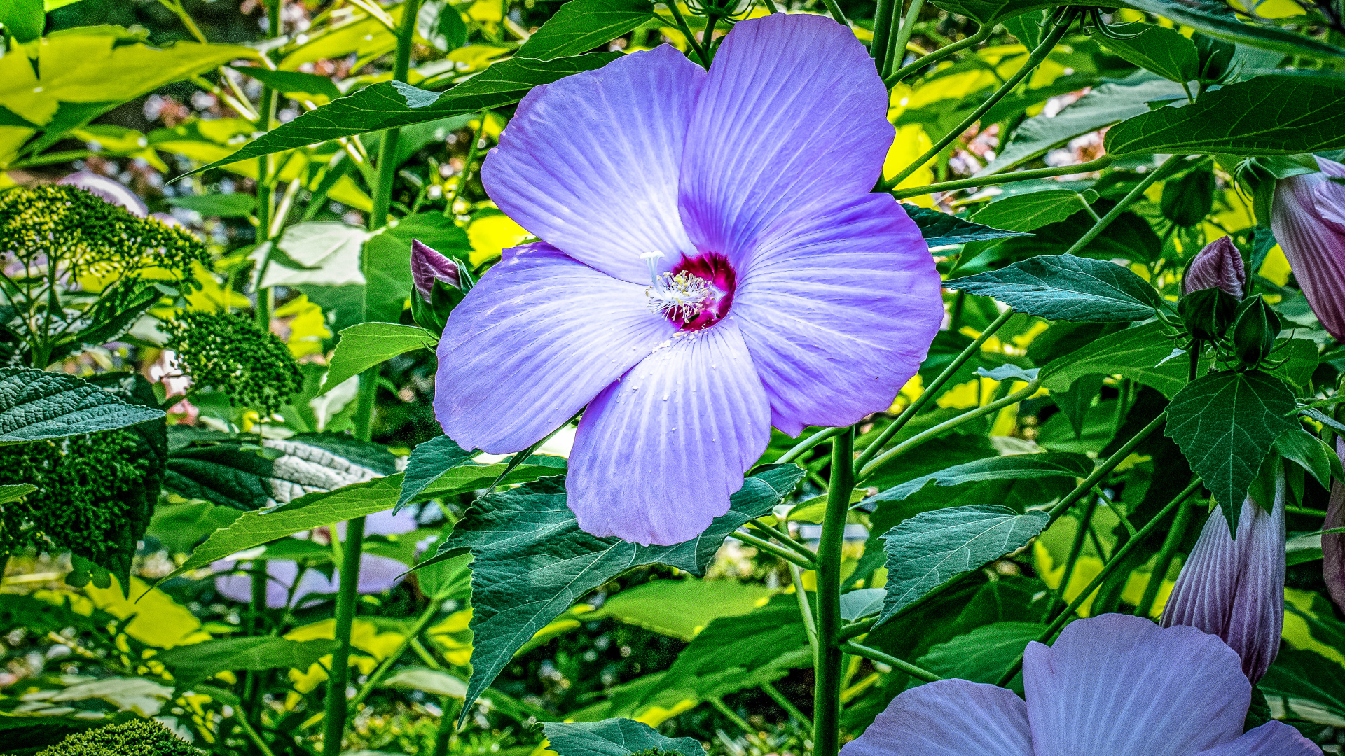 Светлый фиолетовый цветок