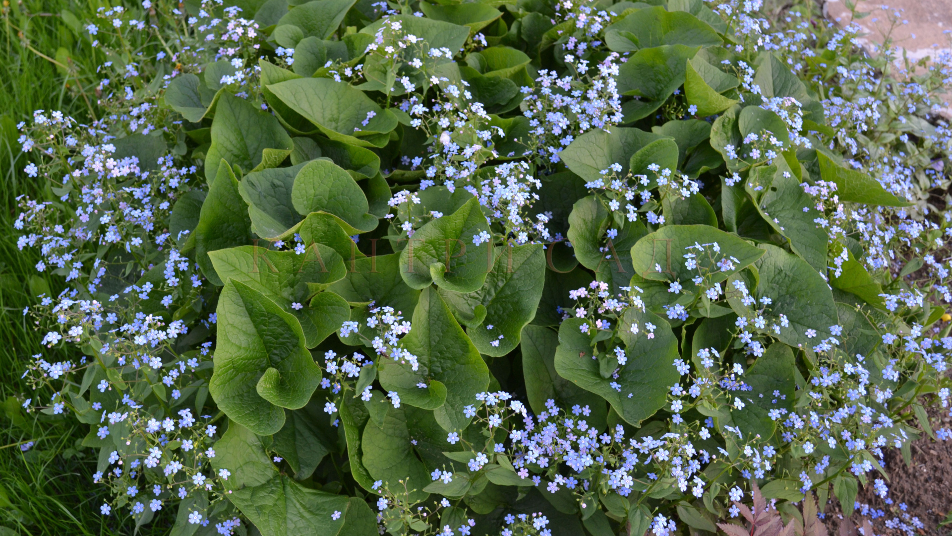 Бруннера сибирская многолетнее растение