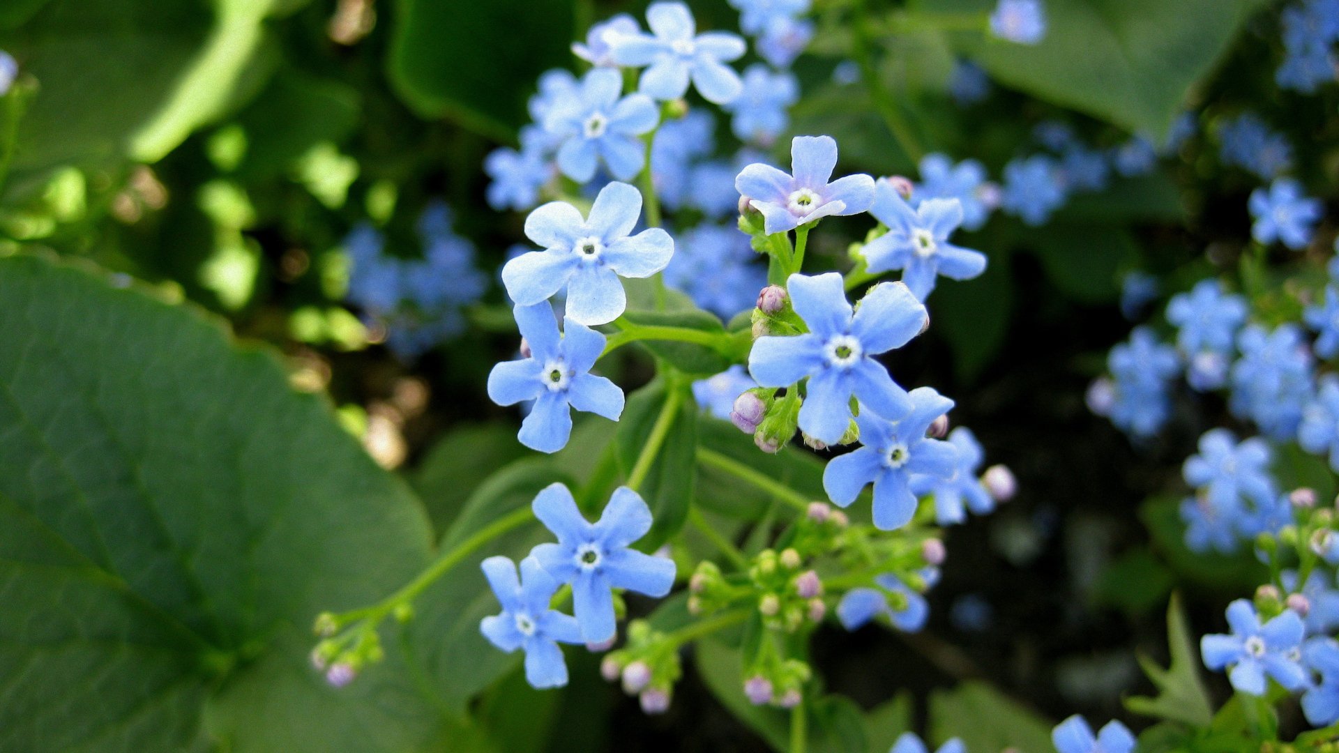 Бруннера красивое многолетнее растение