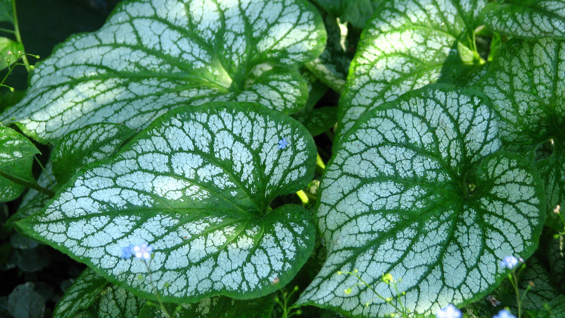 Красивое растение бруннера в лесу