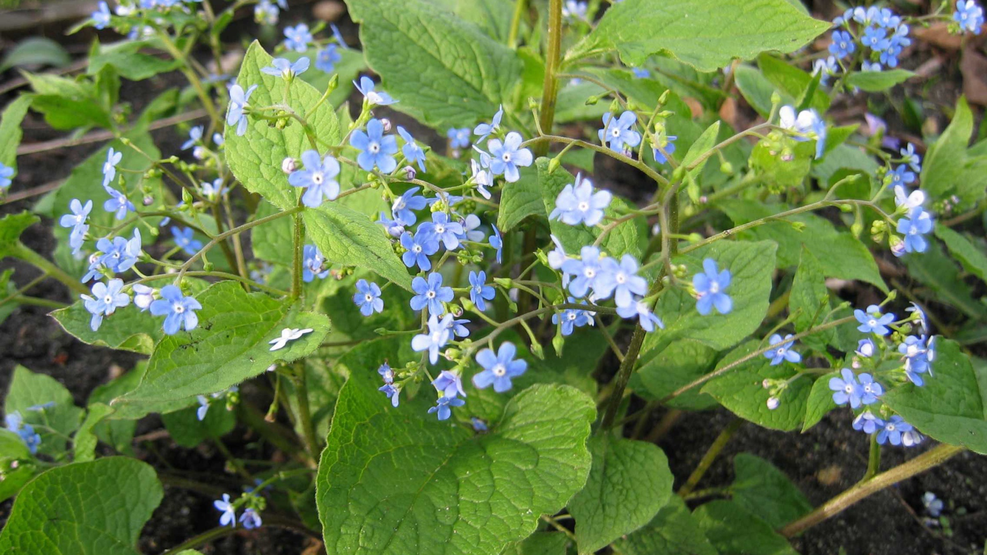 Бруннера многолетнее растение