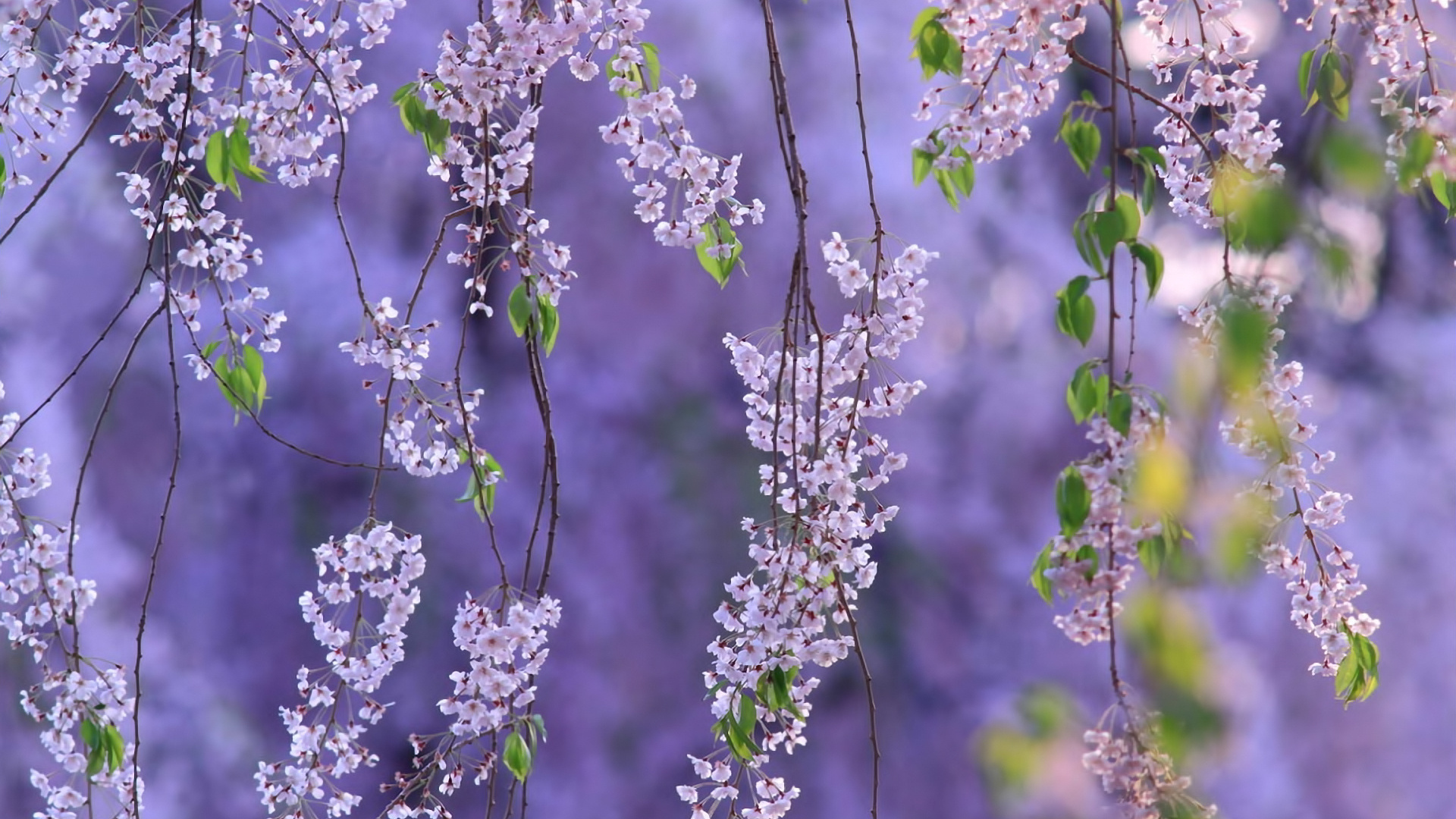 Гроздья из цветов