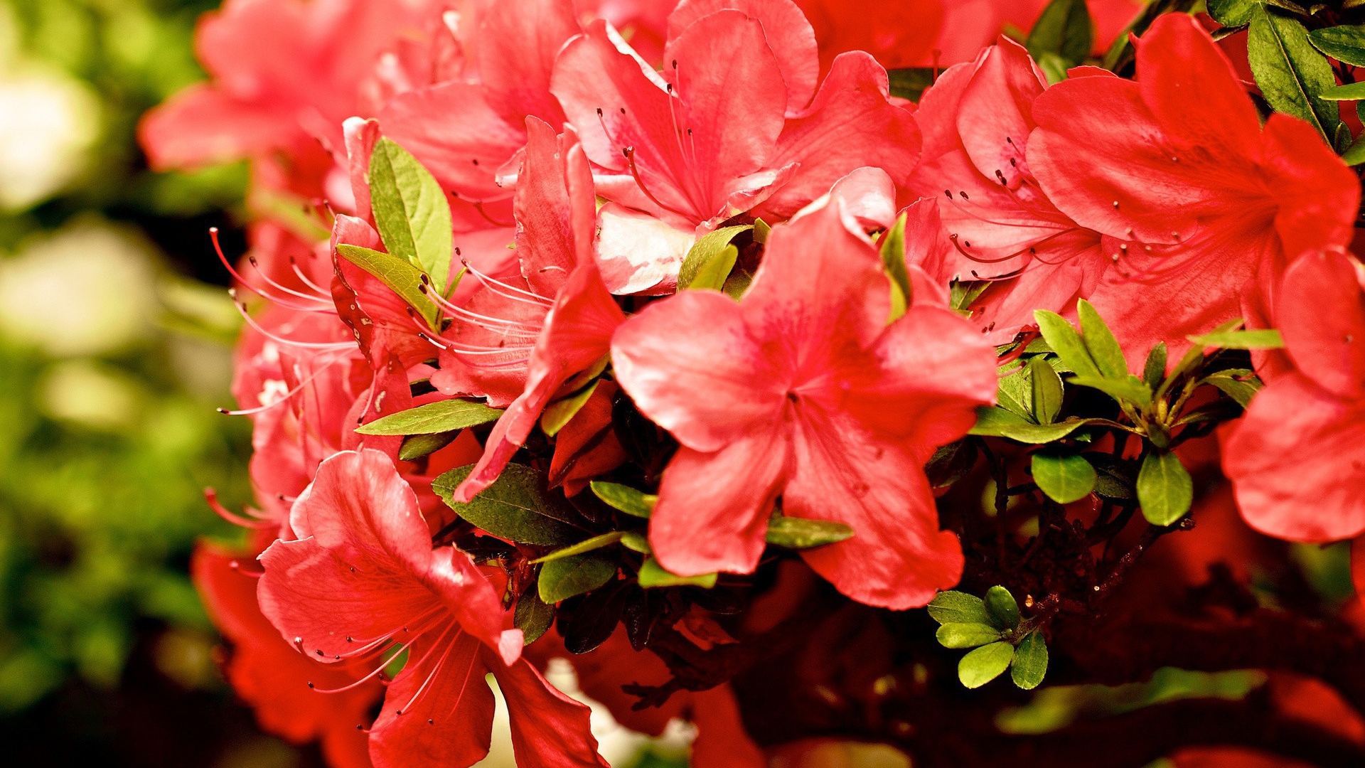 Куст красных цветов