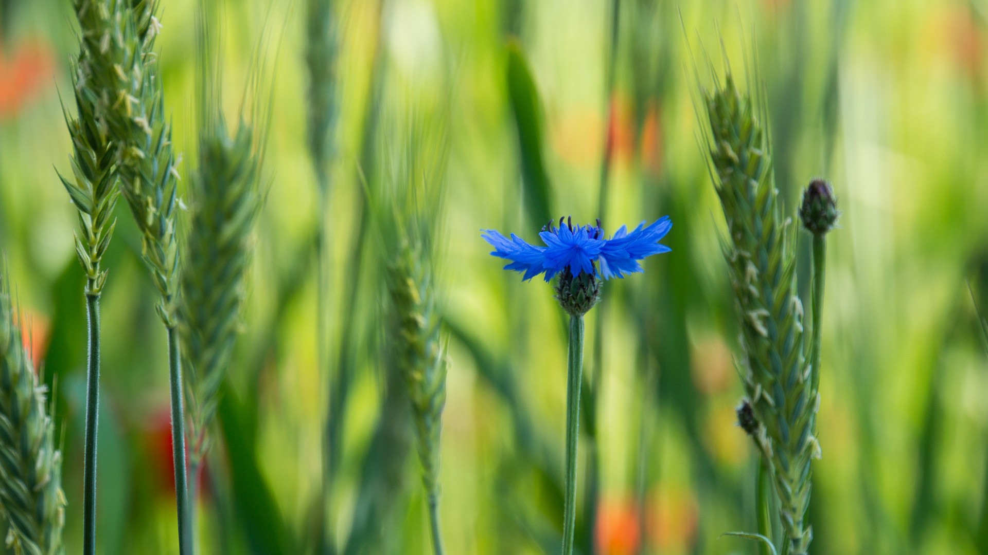 Лютик в поле